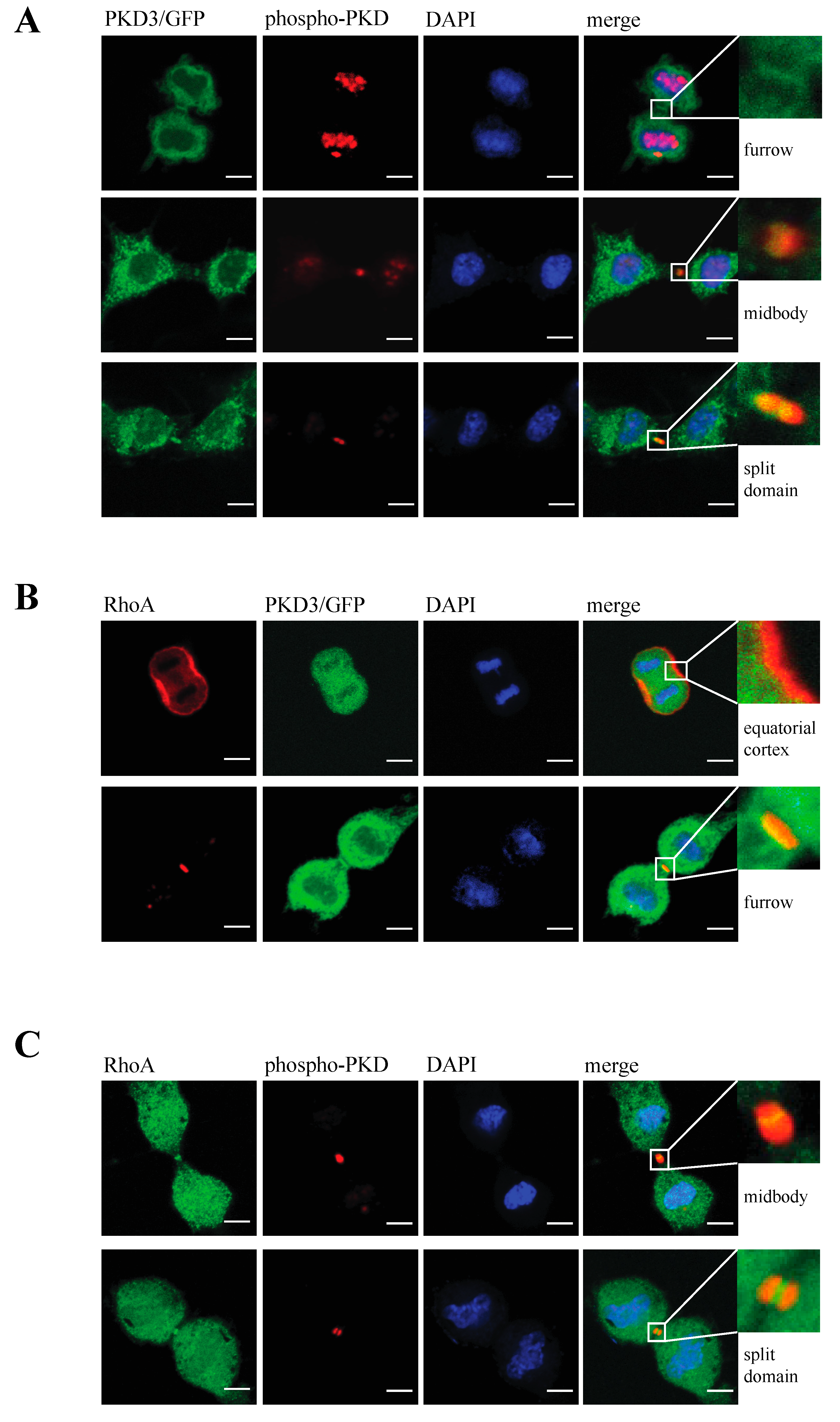 Biomedicines 13 00345 g004