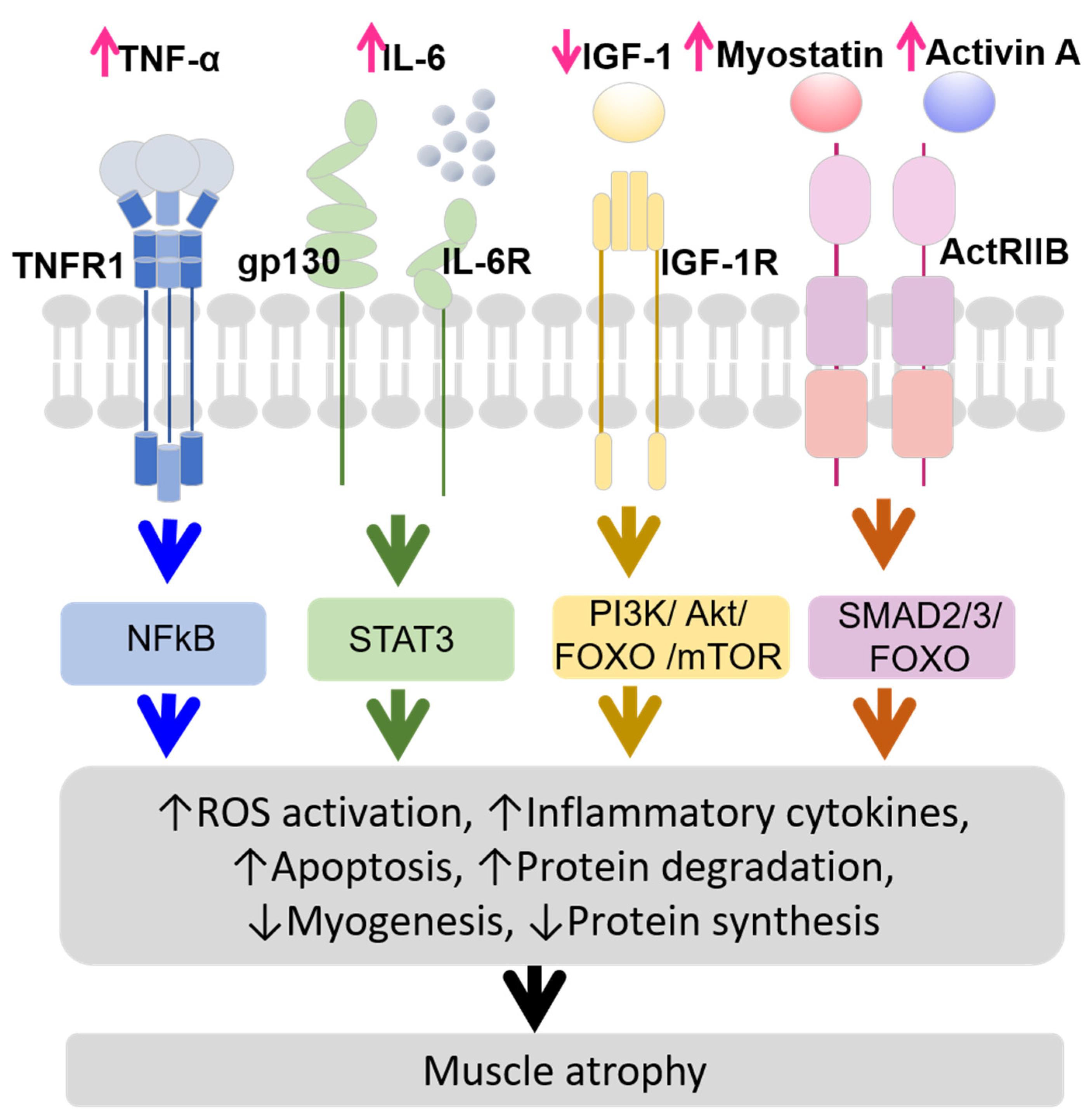 Biomedicines 13 00352 g001