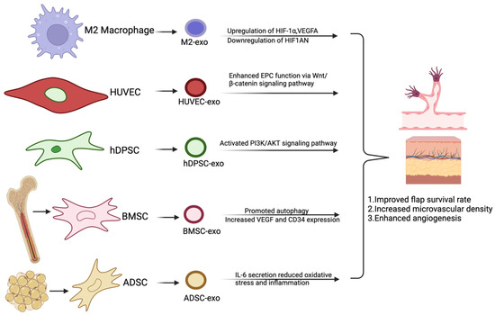 Biomedicines 13 00353 g003
