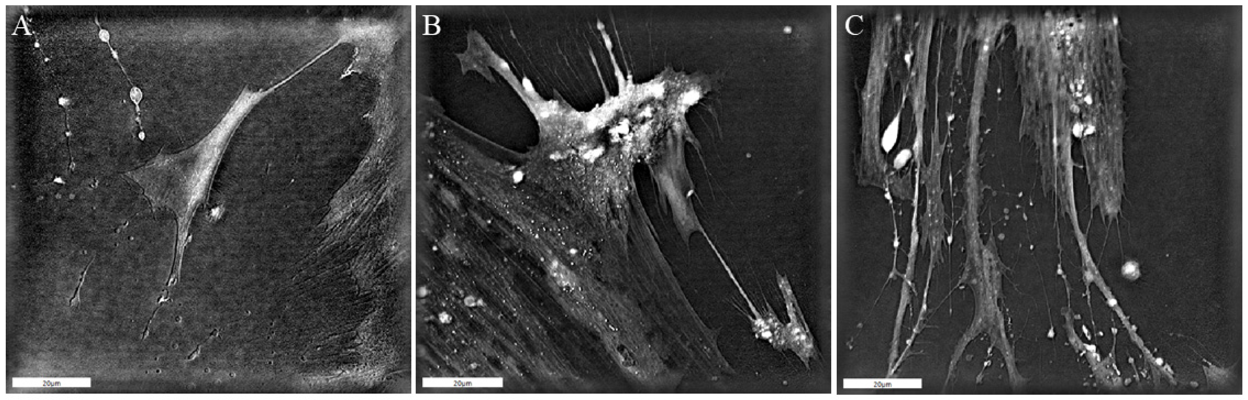Biomedicines 13 00358 g001