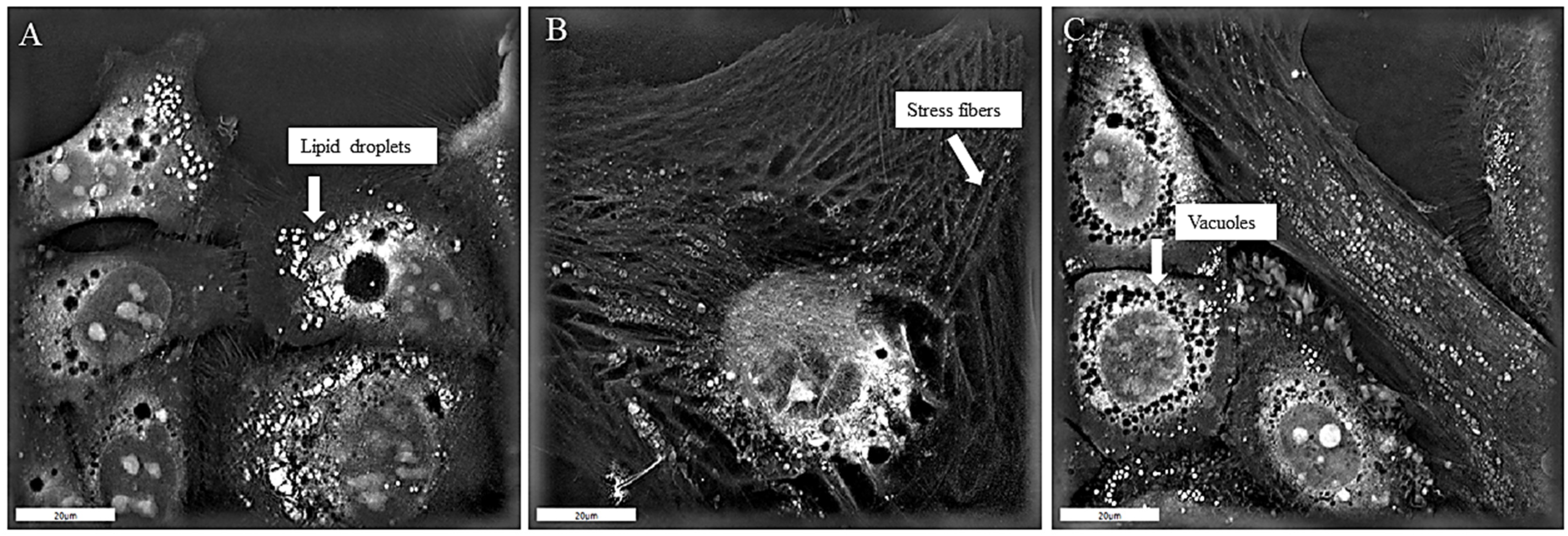 Biomedicines 13 00358 g003
