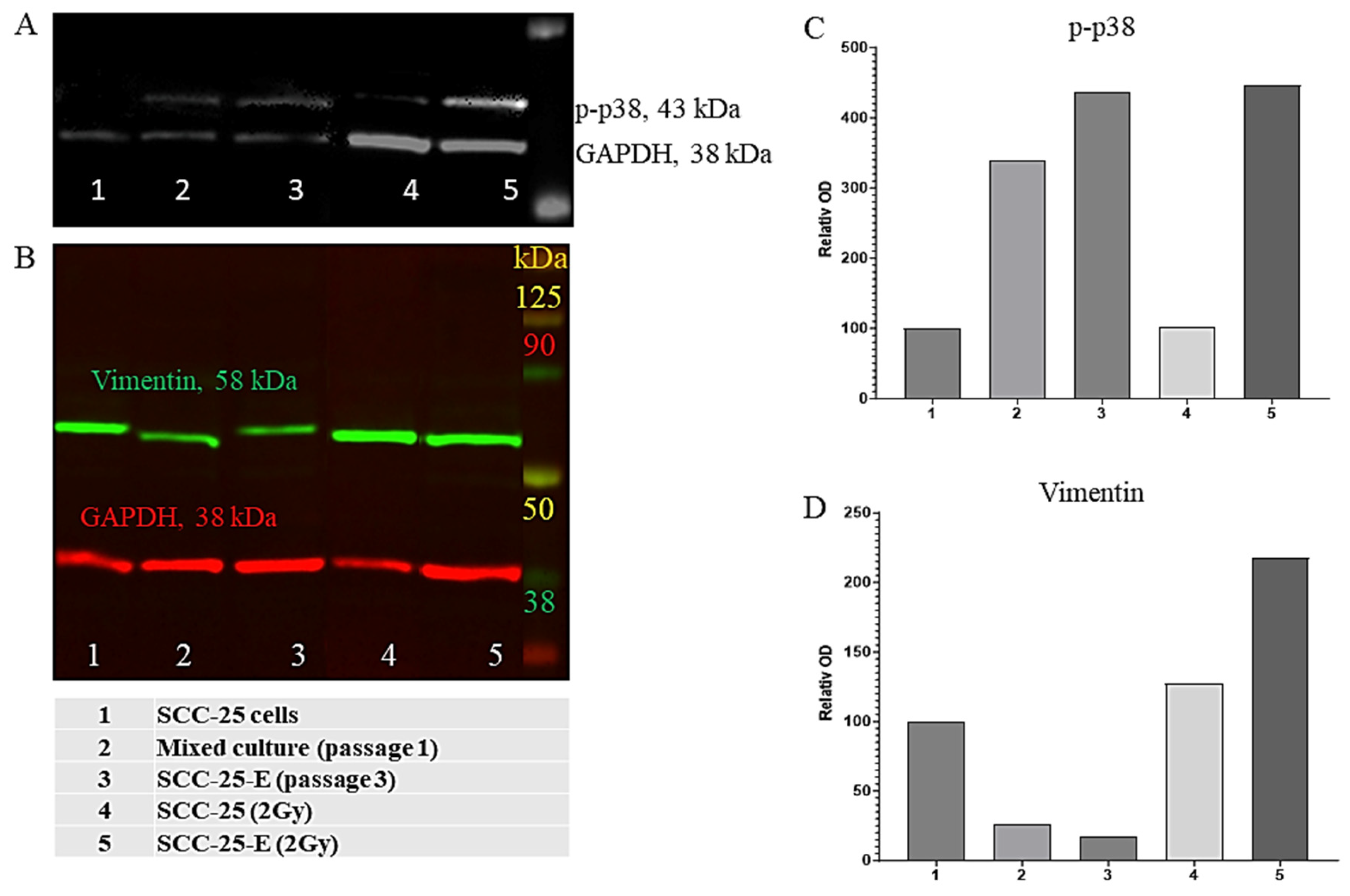 Biomedicines 13 00358 g005