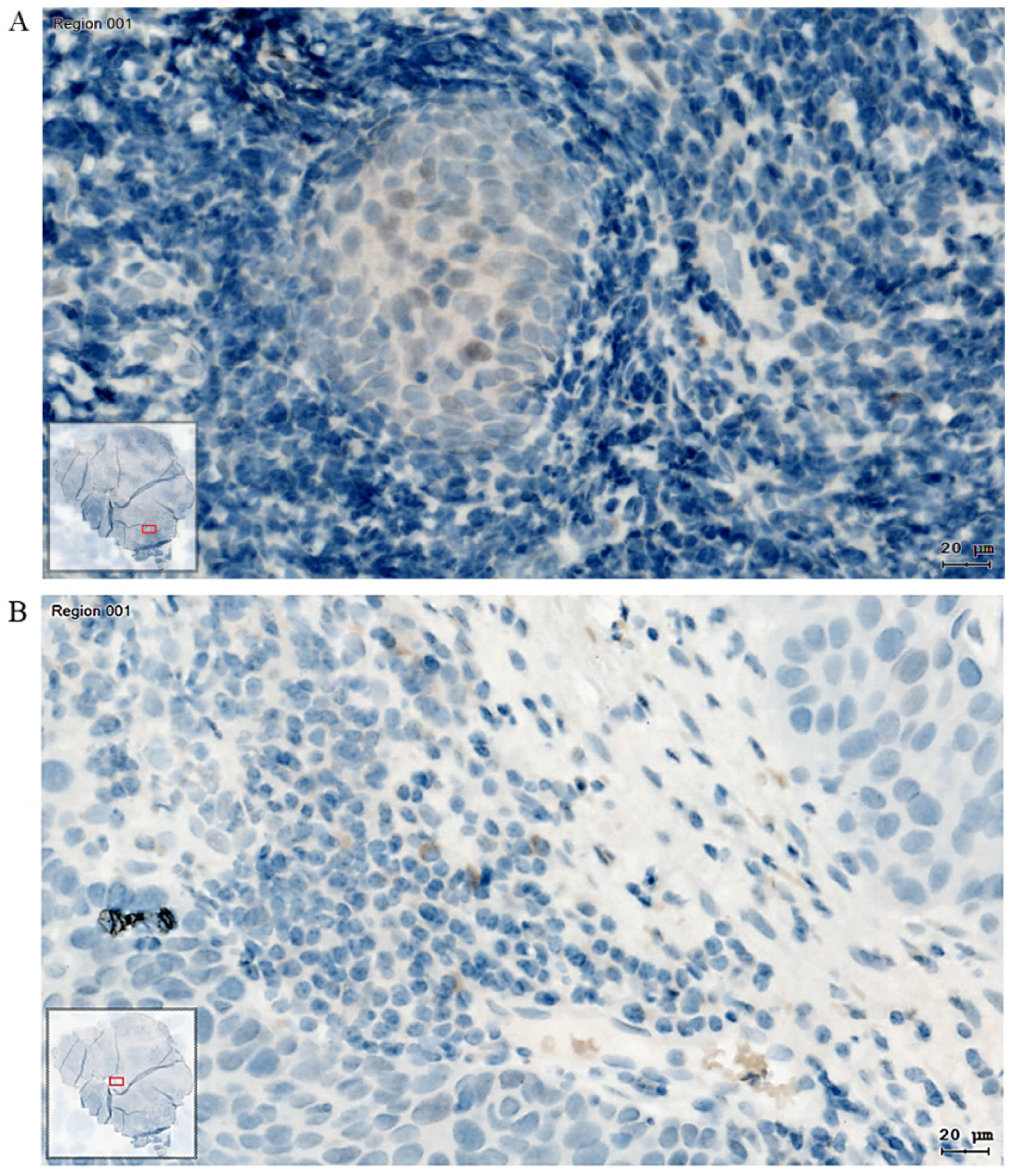 Biomedicines 13 00358 g006