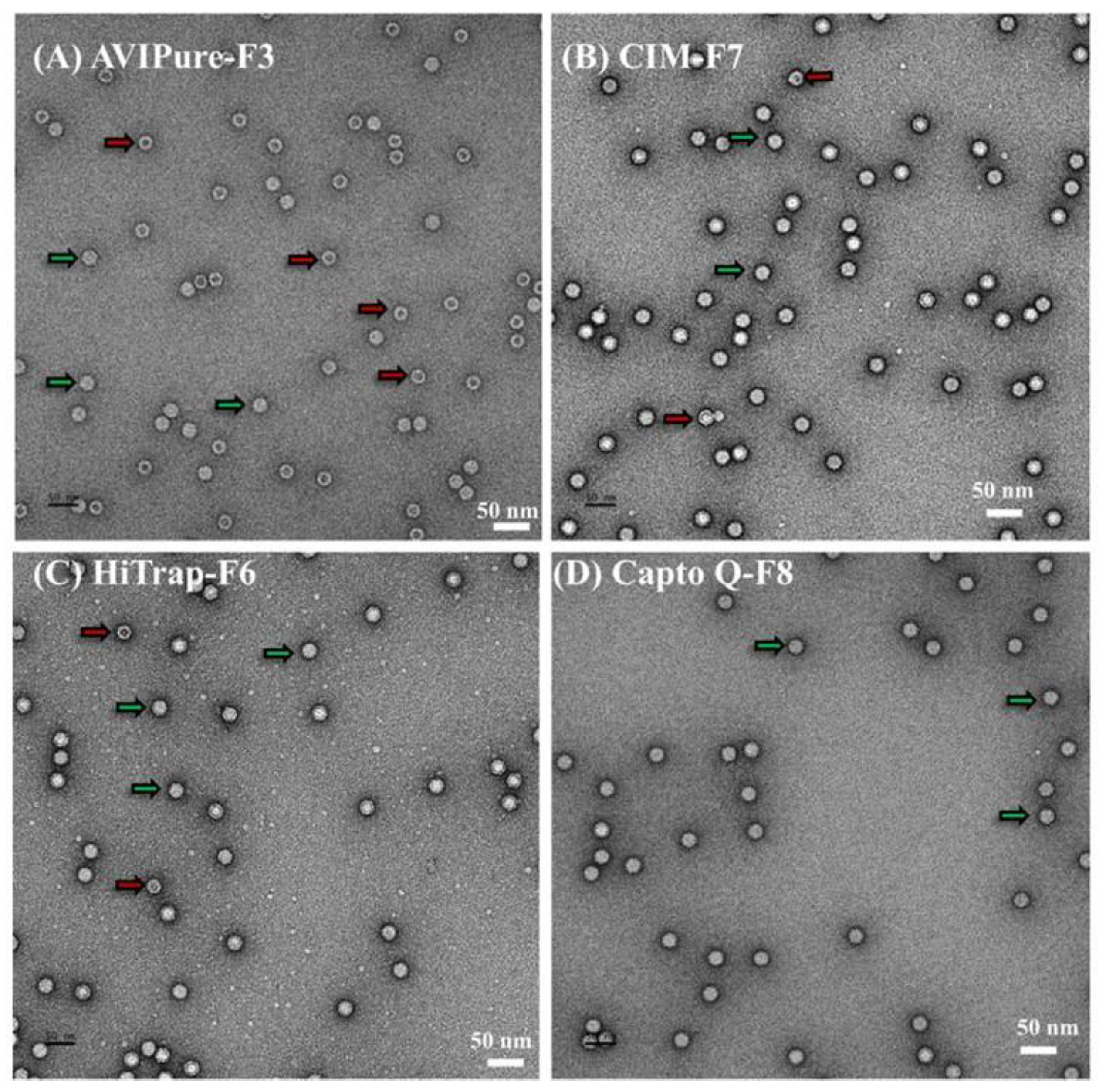 Biomedicines 13 00361 g002