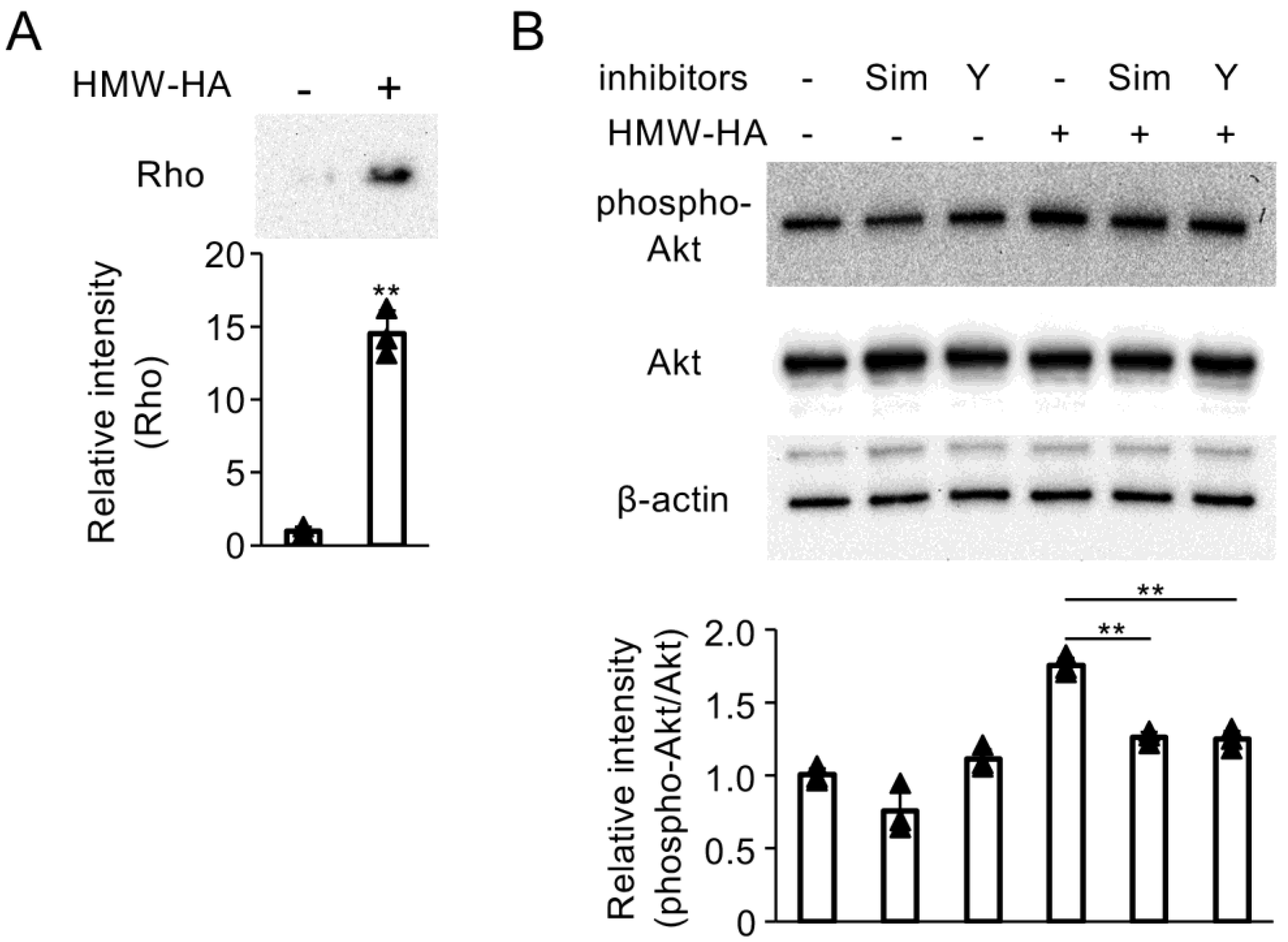 Biomedicines 13 00376 g006 Biomedicines 13 00376 g006