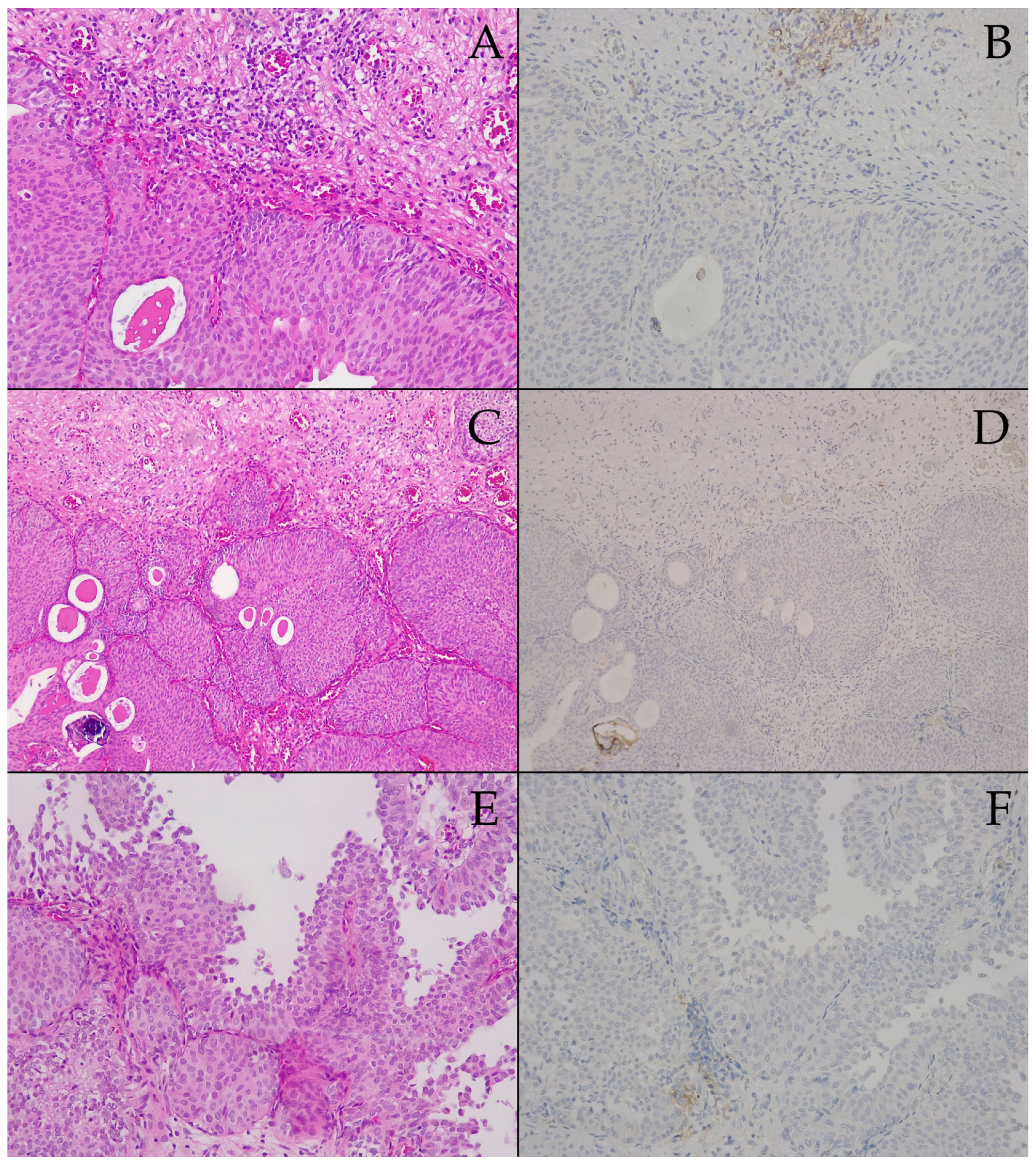 Biomedicines 13 00377 g004