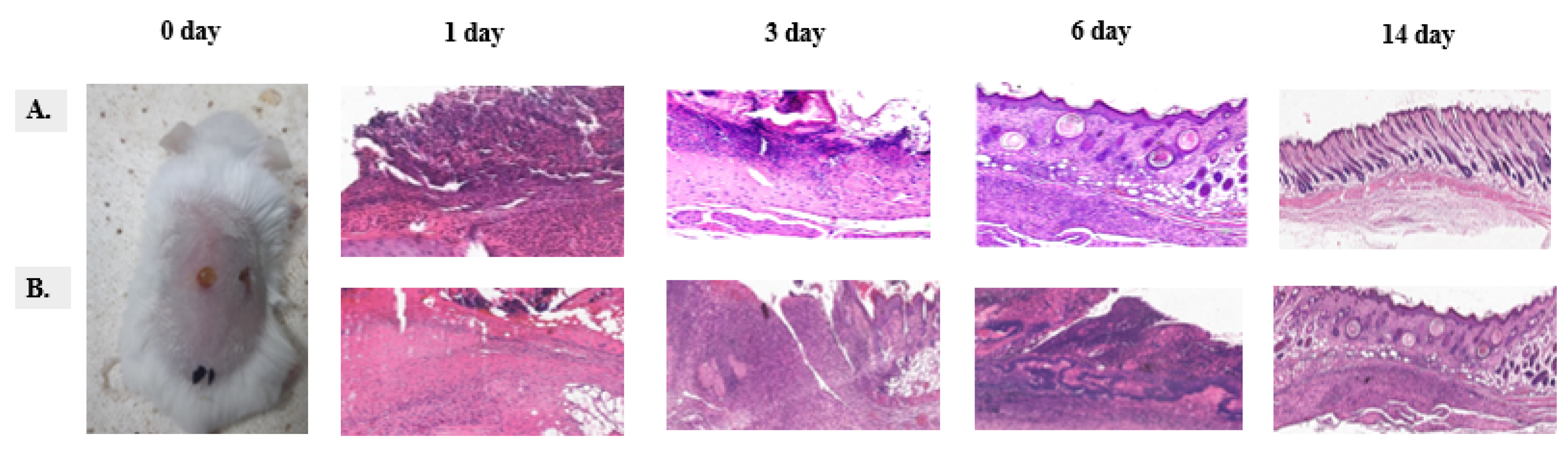 Biomedicines 13 00378 g005