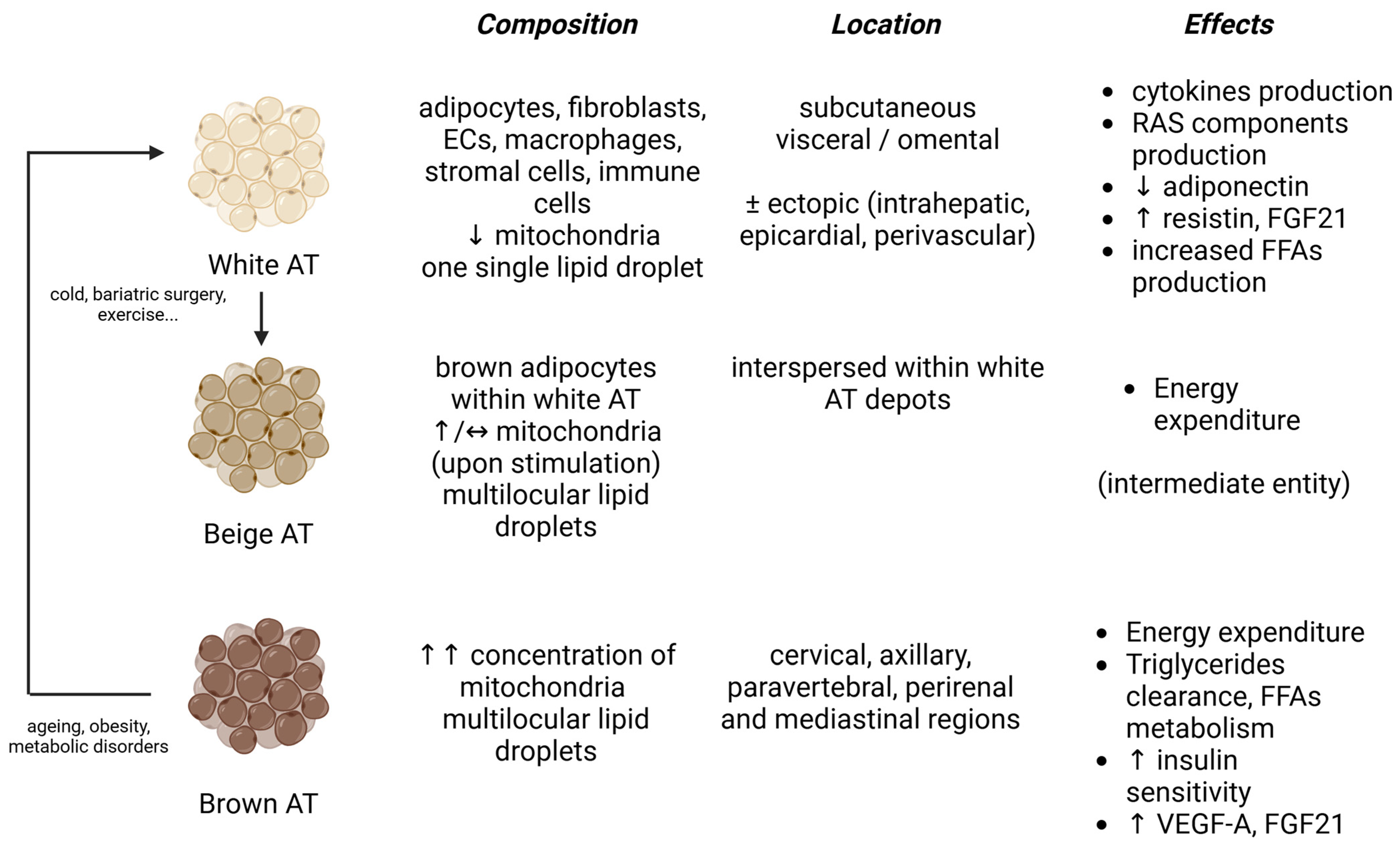 Biomedicines 13 00381 g001