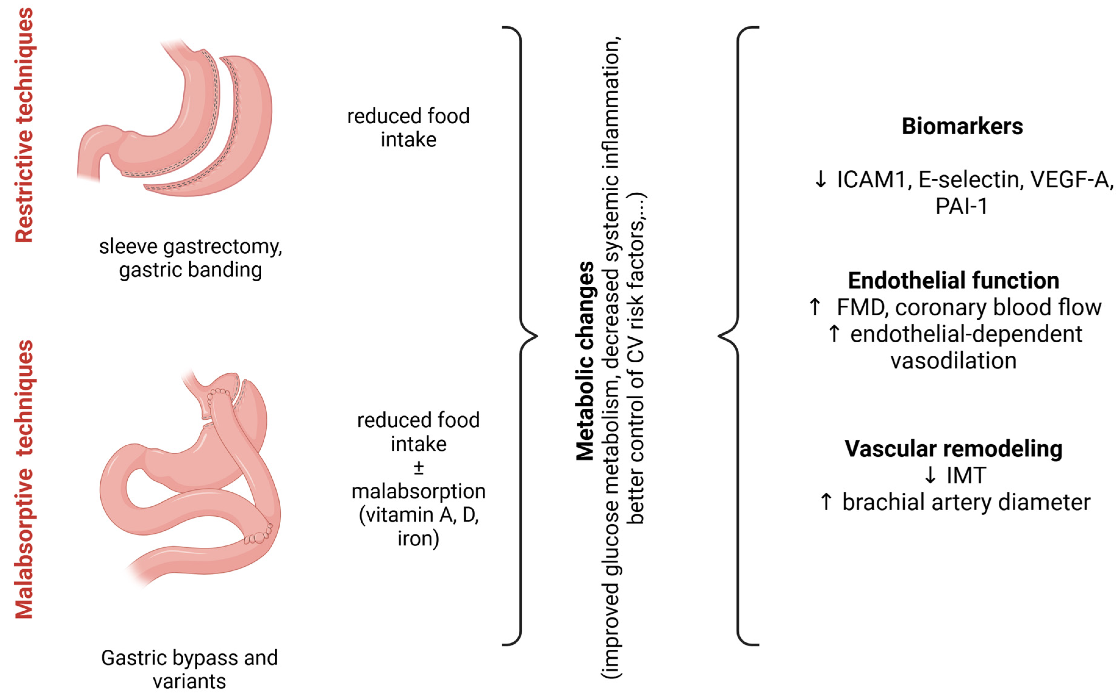 Biomedicines 13 00381 g003