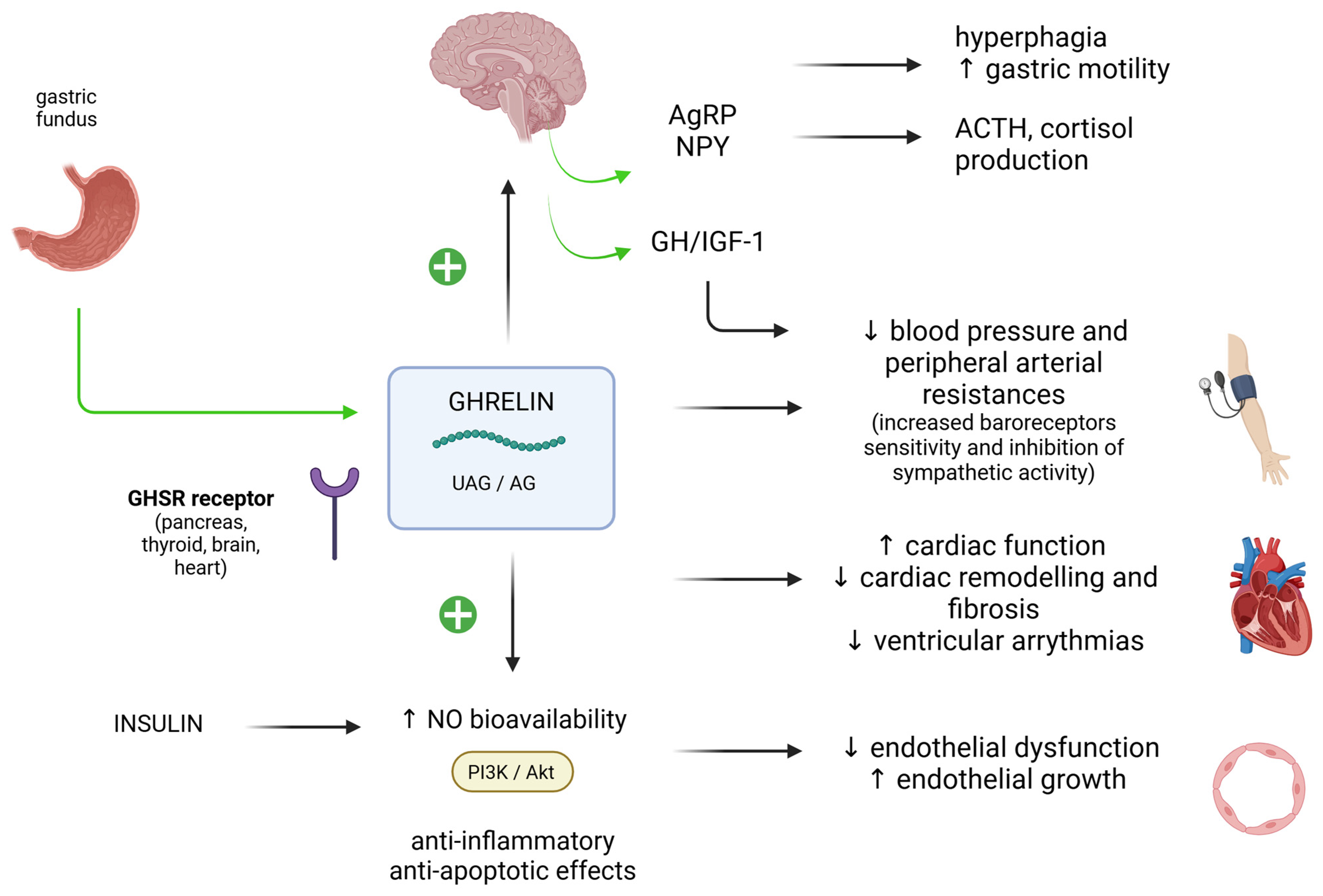 Biomedicines 13 00381 g005