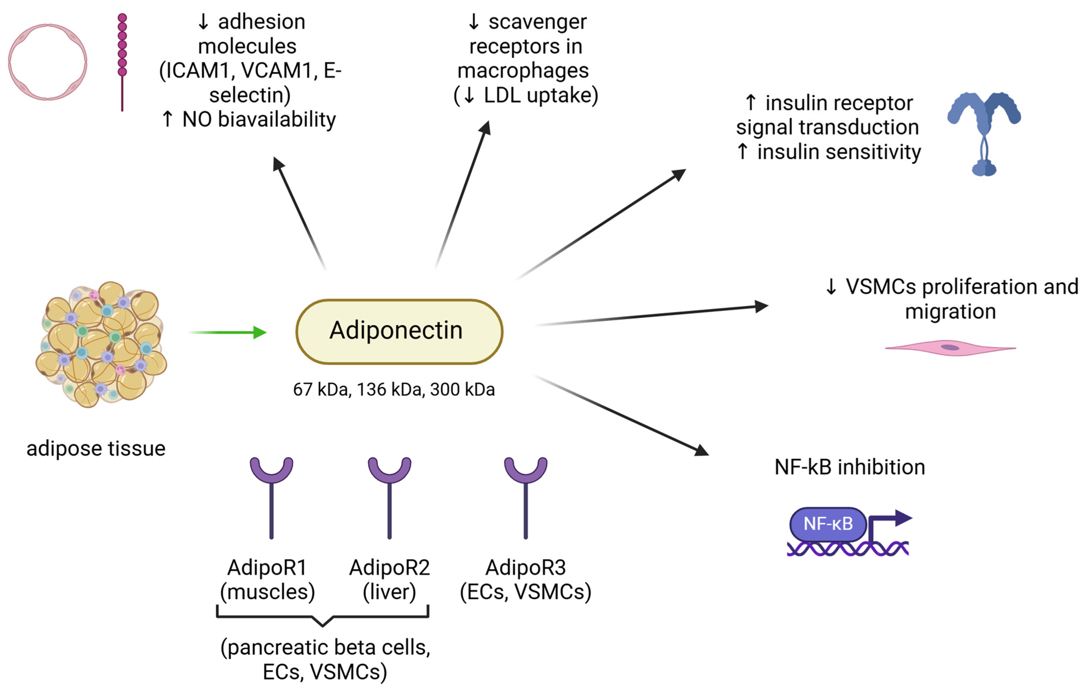 Biomedicines 13 00381 g006