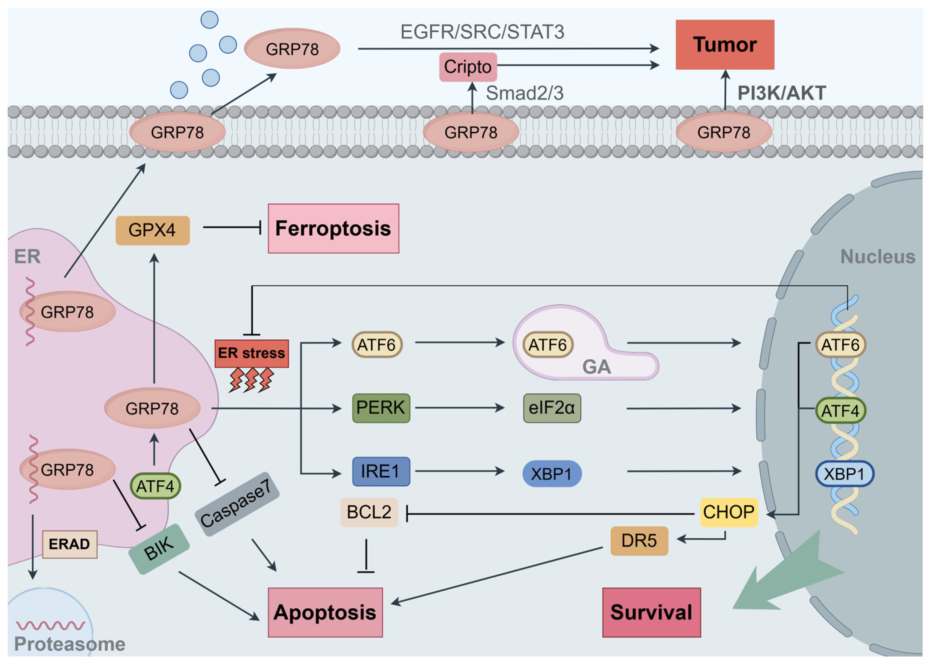 Biomedicines 13 00382 g002 Biomedicines 13 00382 g002