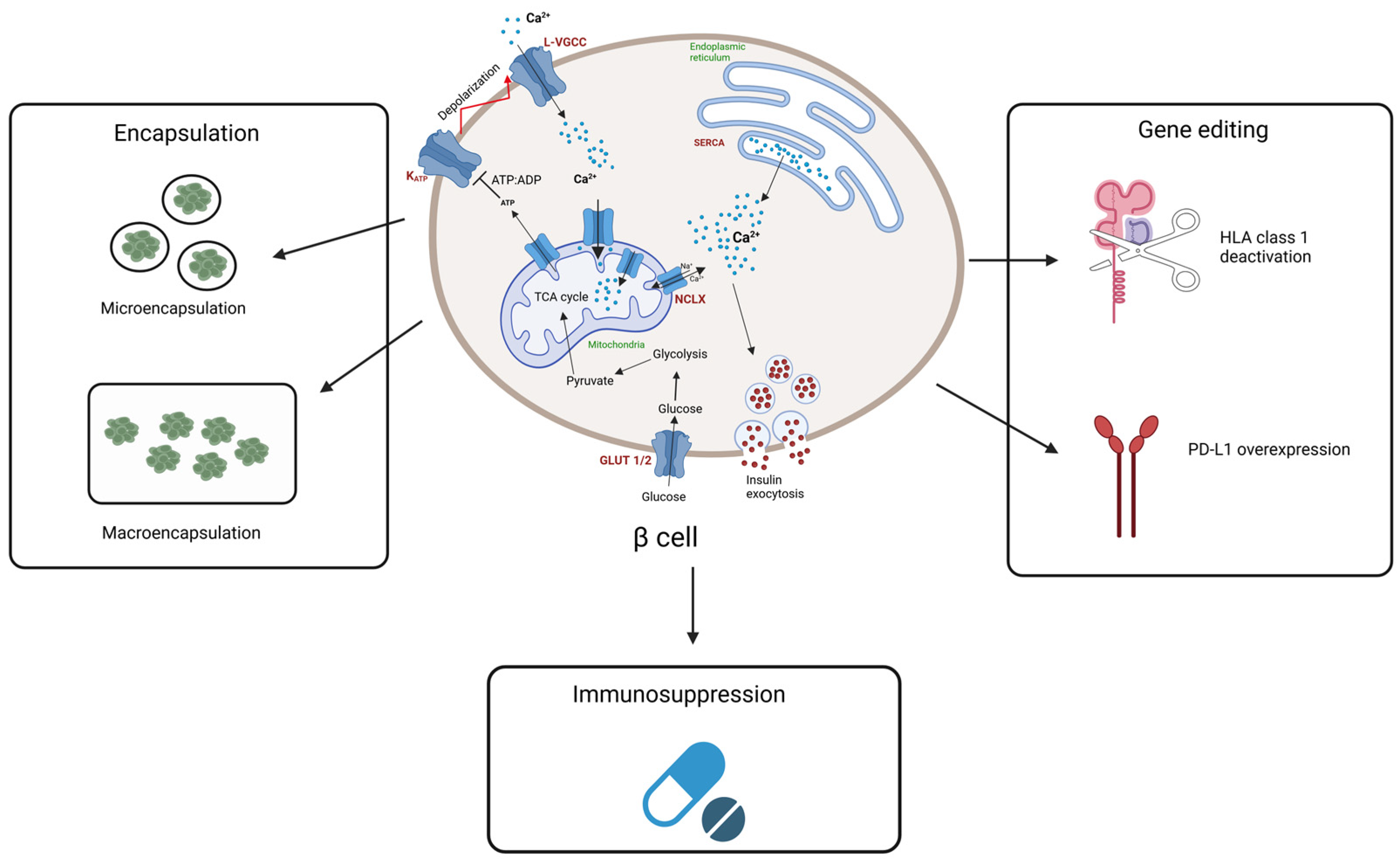Biomedicines 13 00383 g002 Biomedicines 13 00383 g002