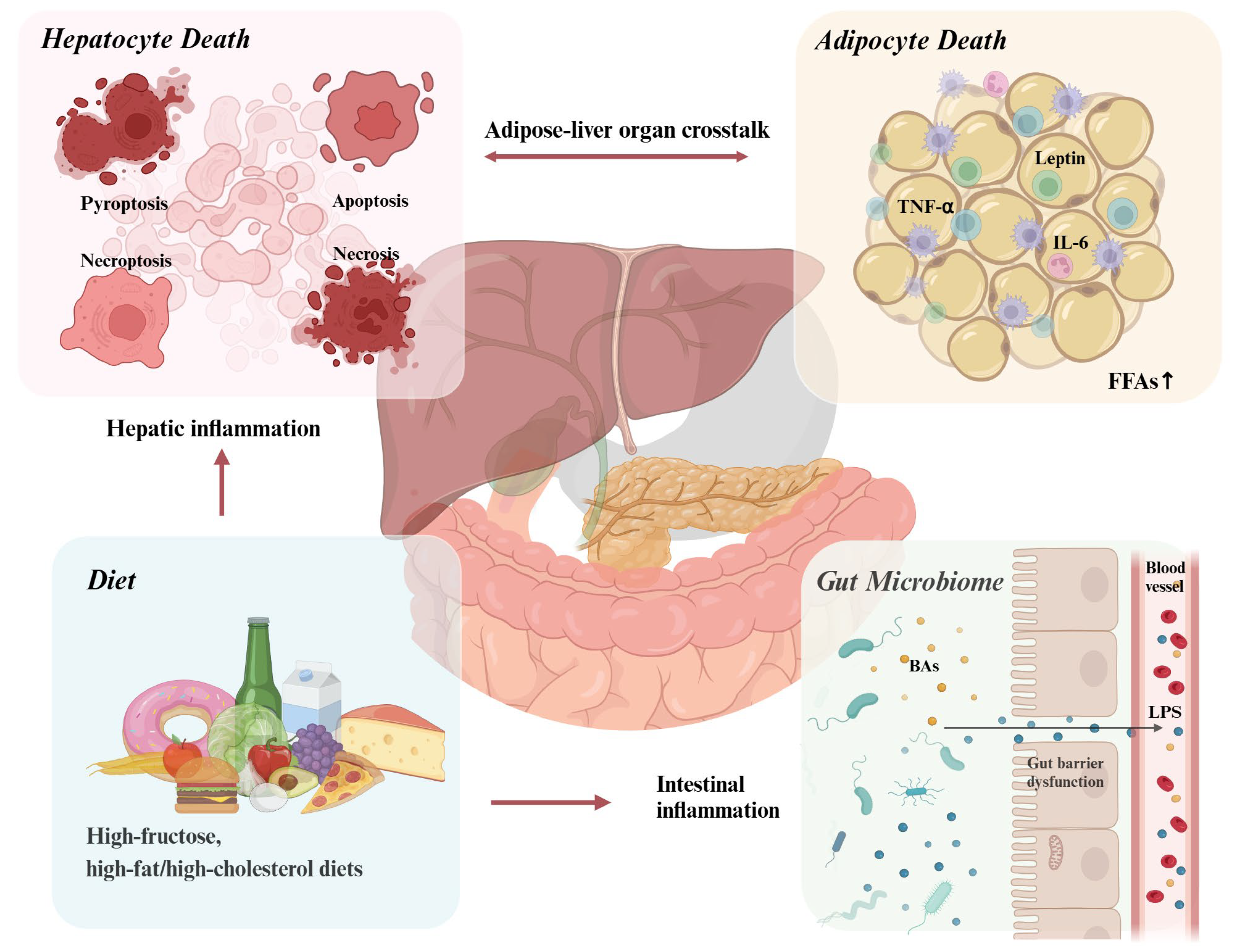 Biomedicines 13 00393 g003