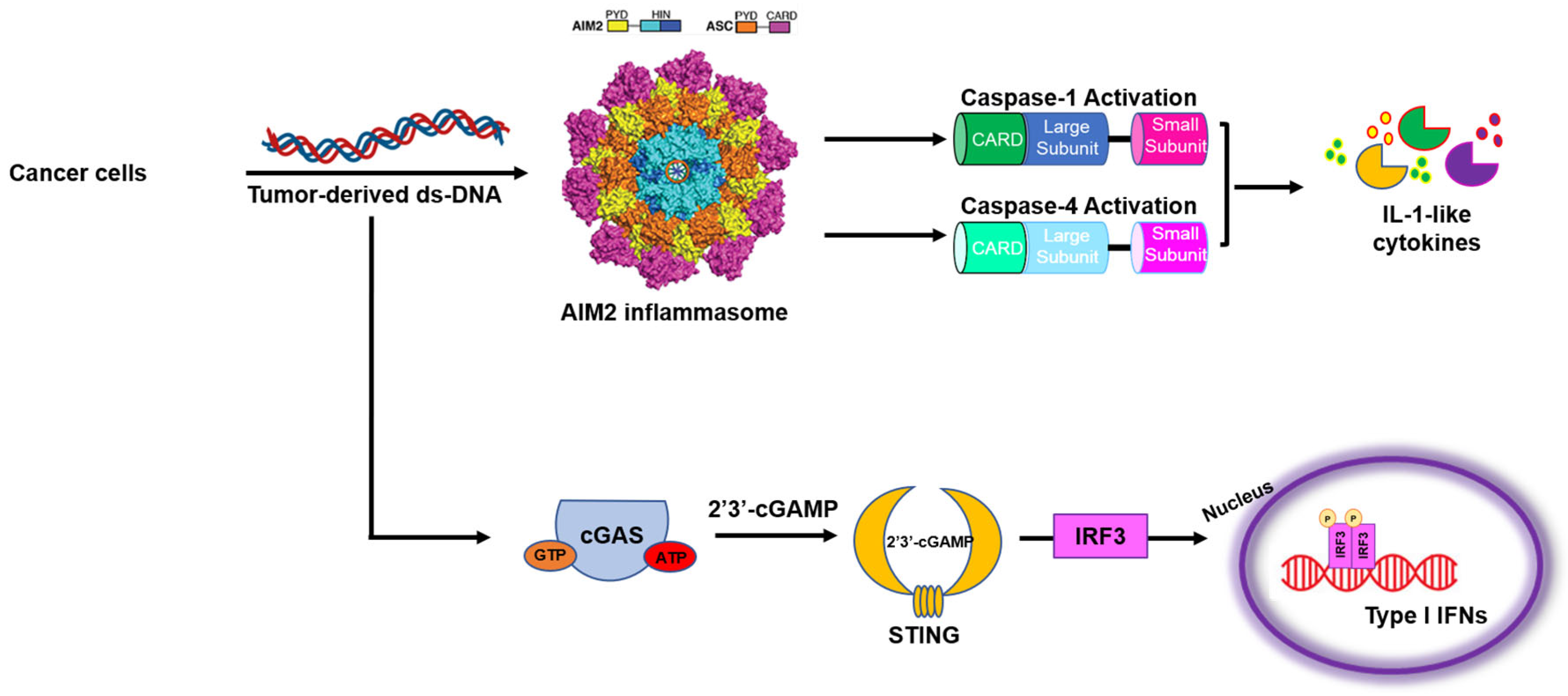 Biomedicines 13 00395 g001