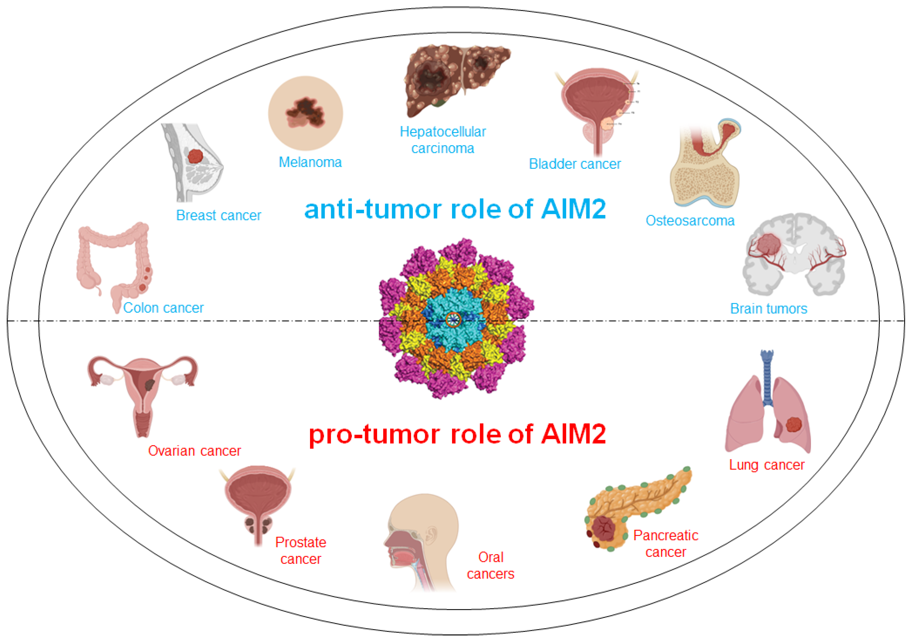 Biomedicines 13 00395 g002