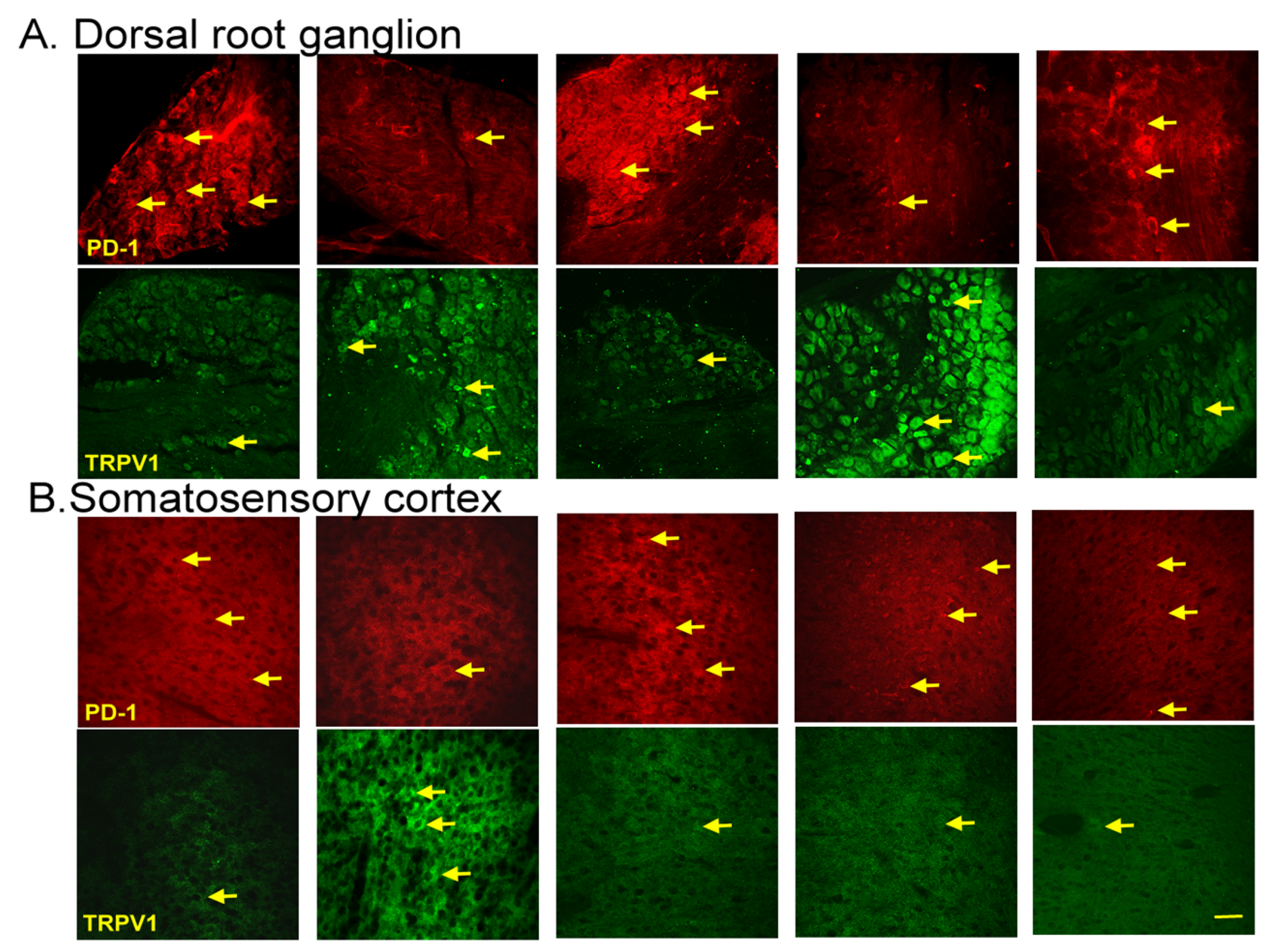 Biomedicines 13 00396 g006
