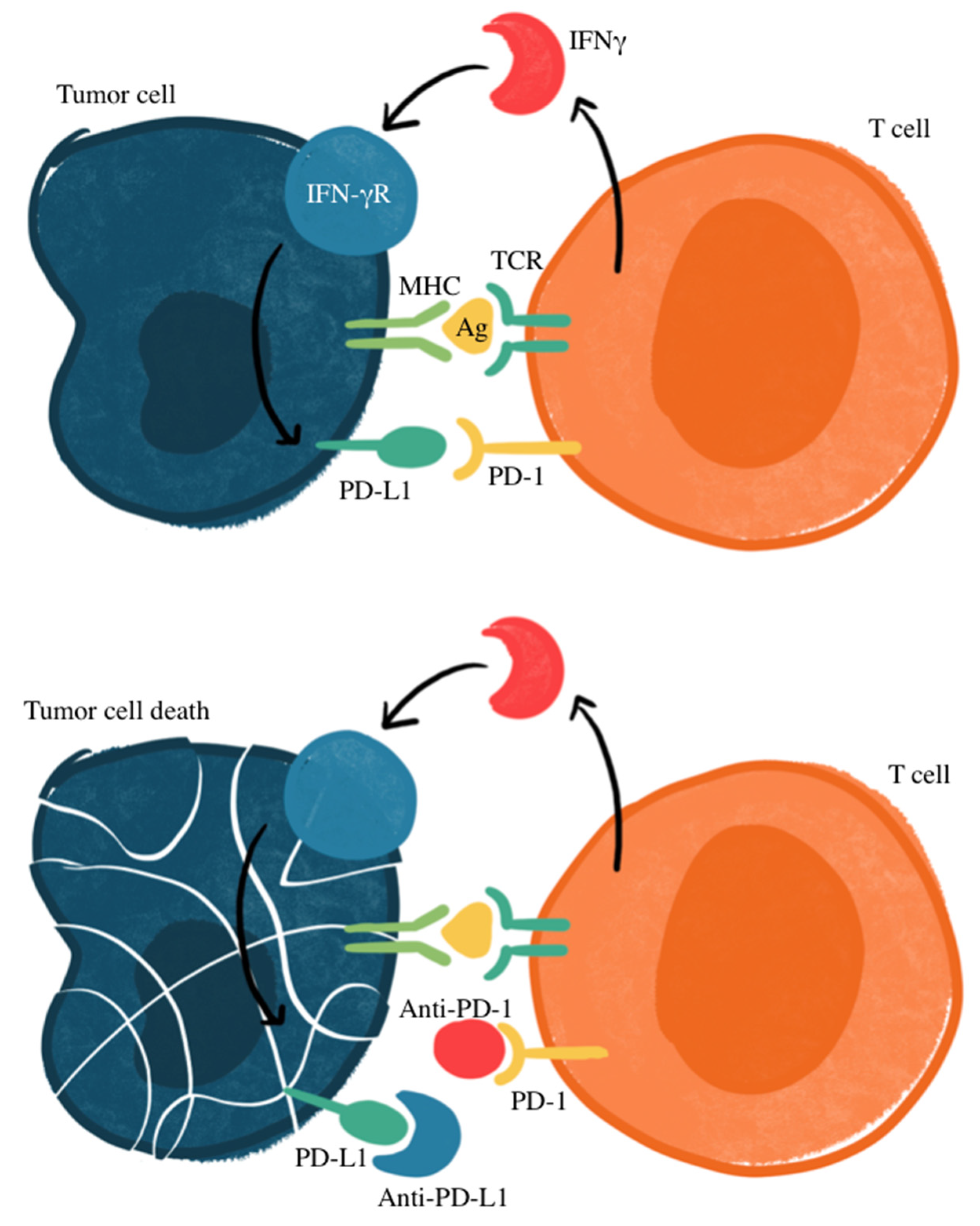 Biomedicines 13 00401 g001
