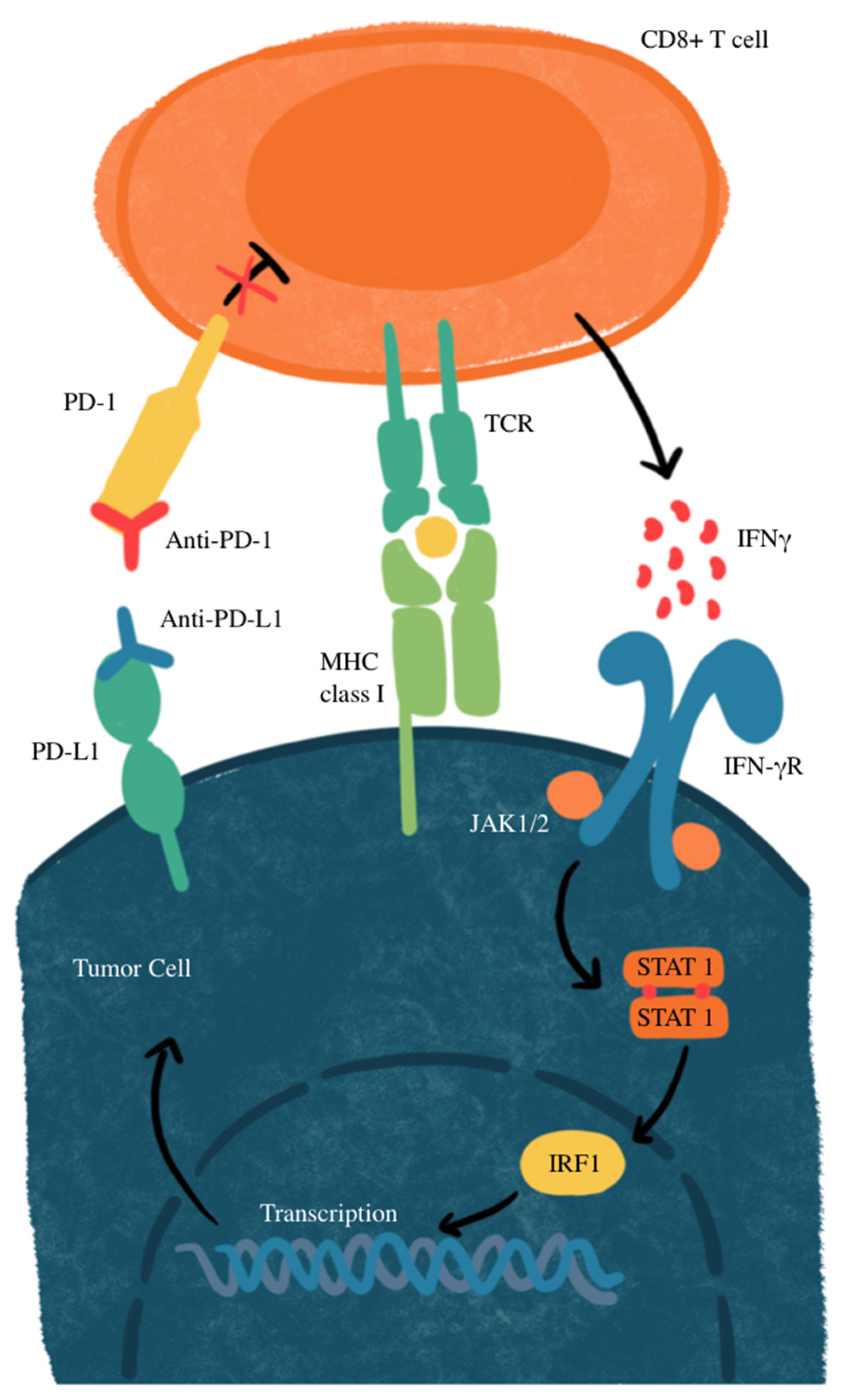 Biomedicines 13 00401 g002