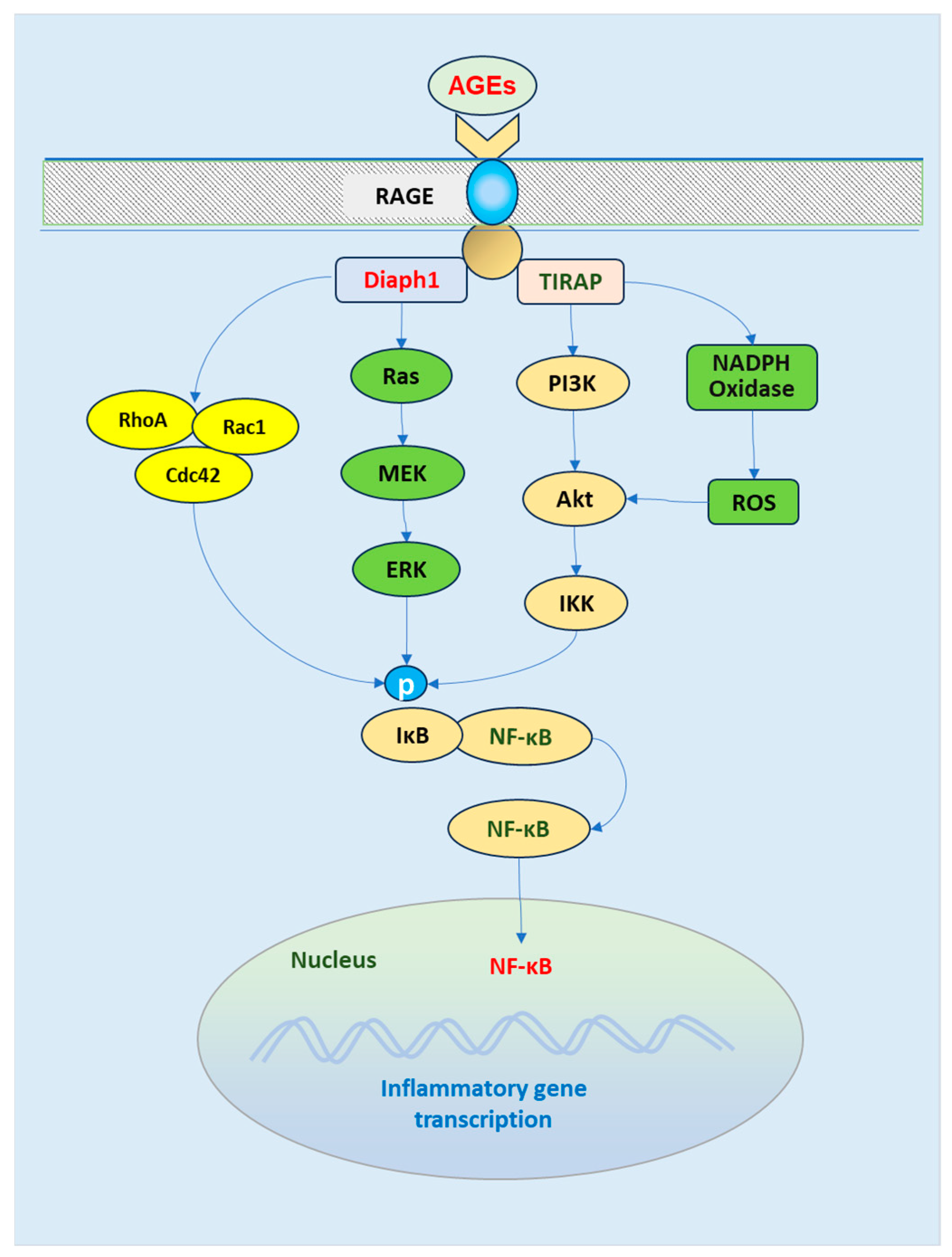 Biomedicines 13 00413 g004