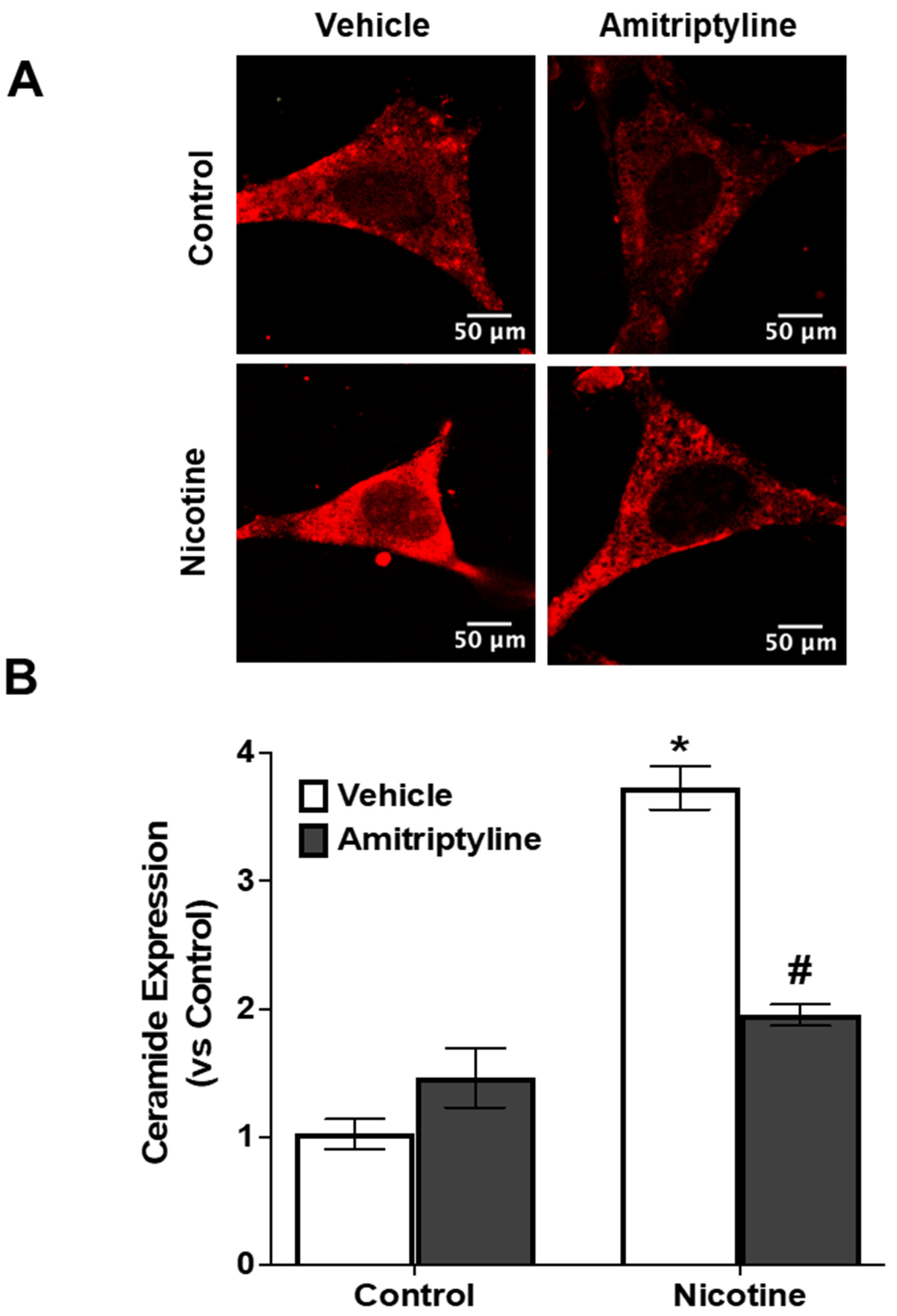 Biomedicines 13 00416 g001