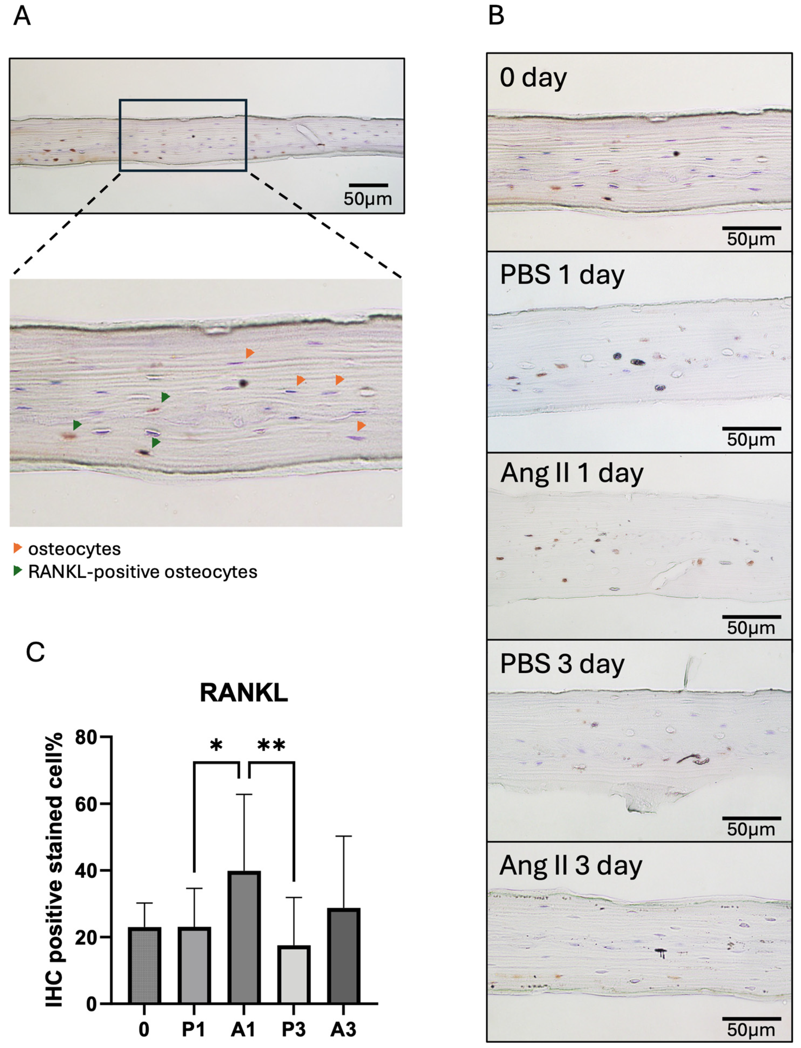 Biomedicines 13 00426 g002