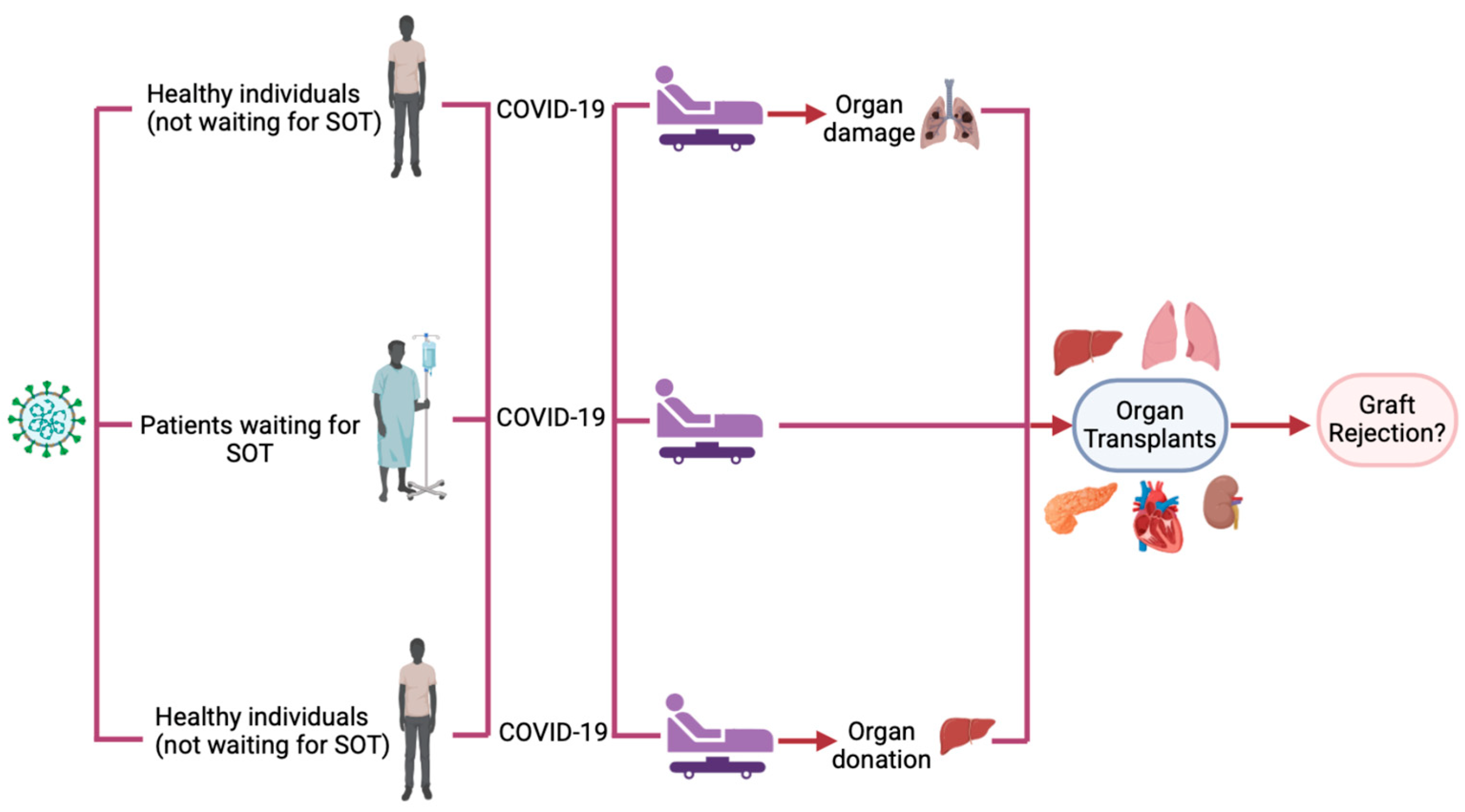 Biomedicines 13 00428 g001