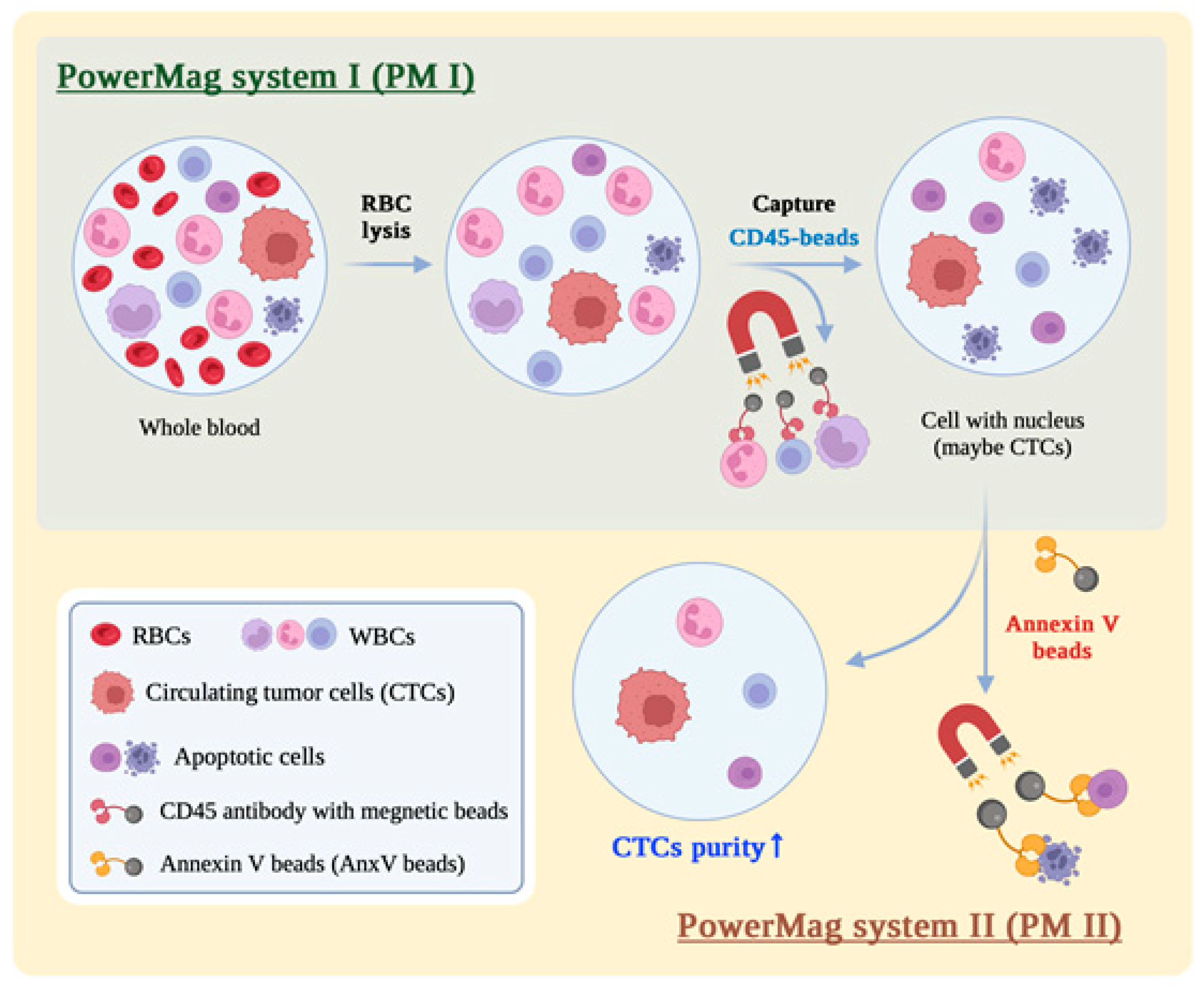 Biomedicines 13 00431 g001