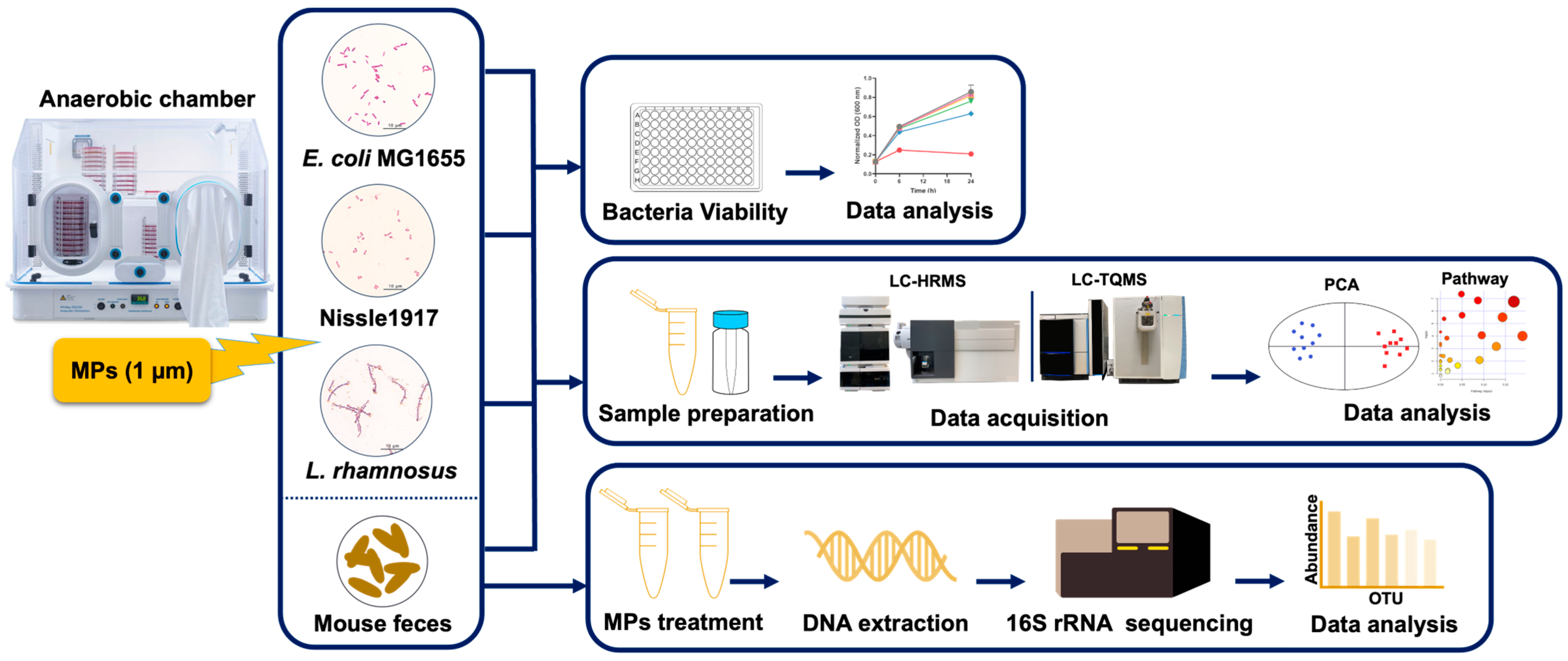 Biomedicines 13 00446 g001
