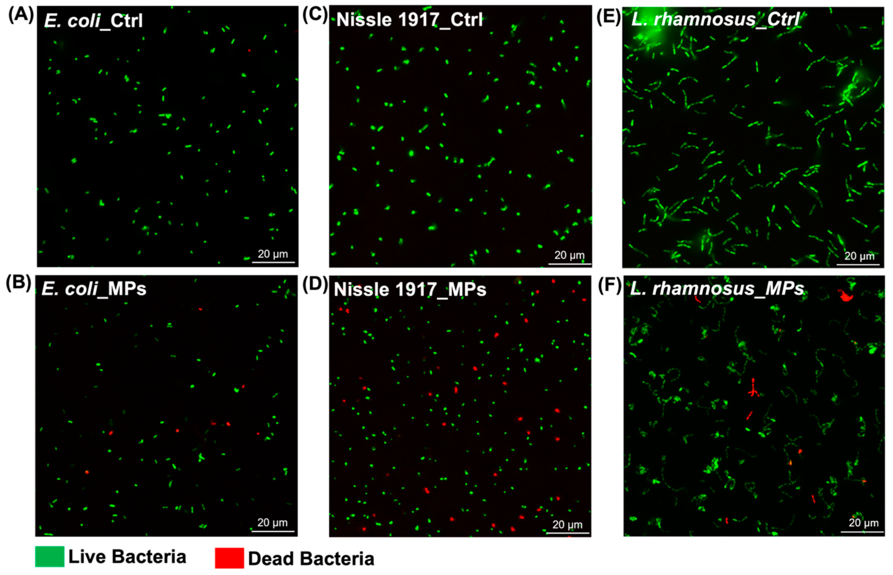 Biomedicines 13 00446 g003