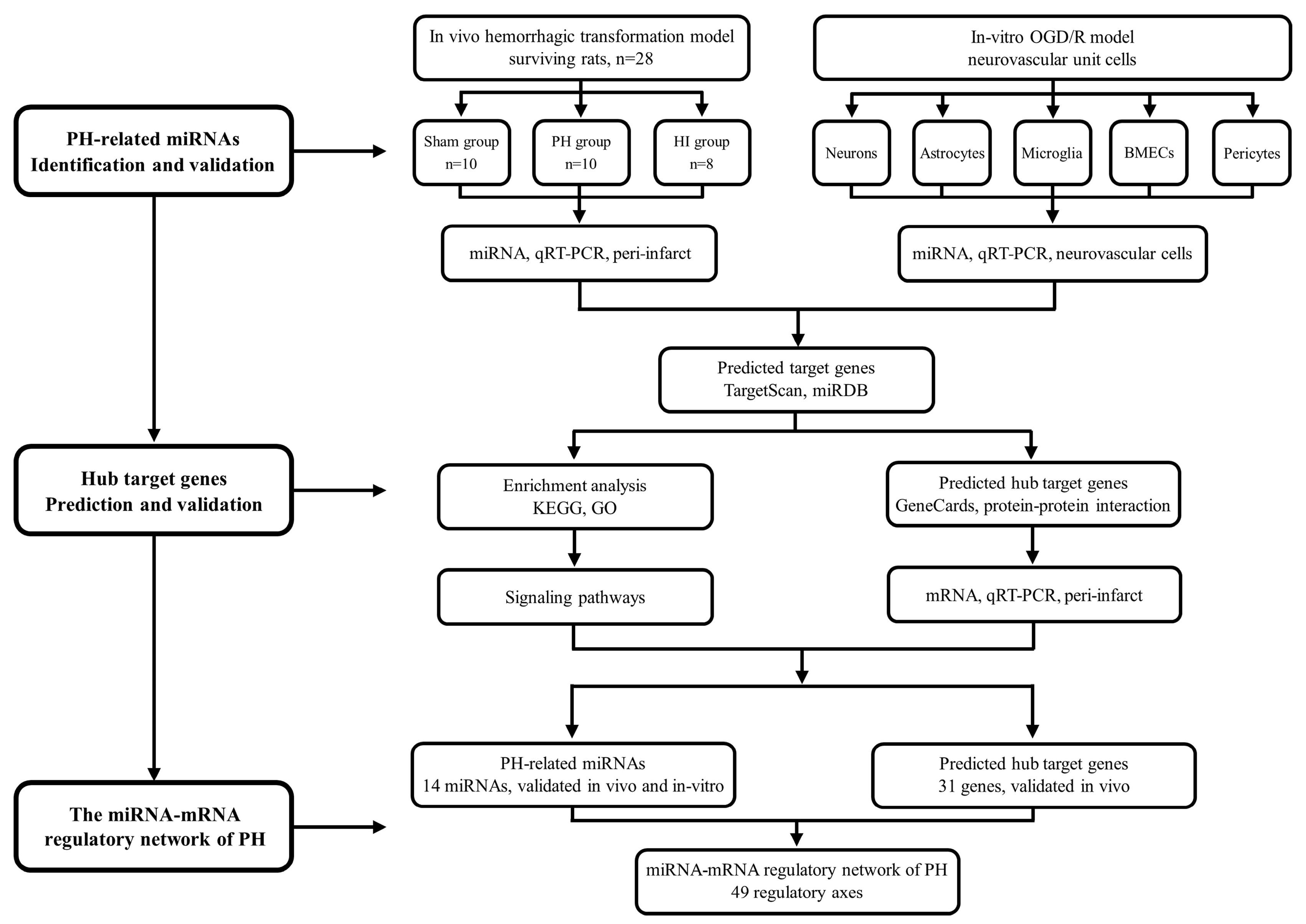 Biomedicines 13 00449 g001
