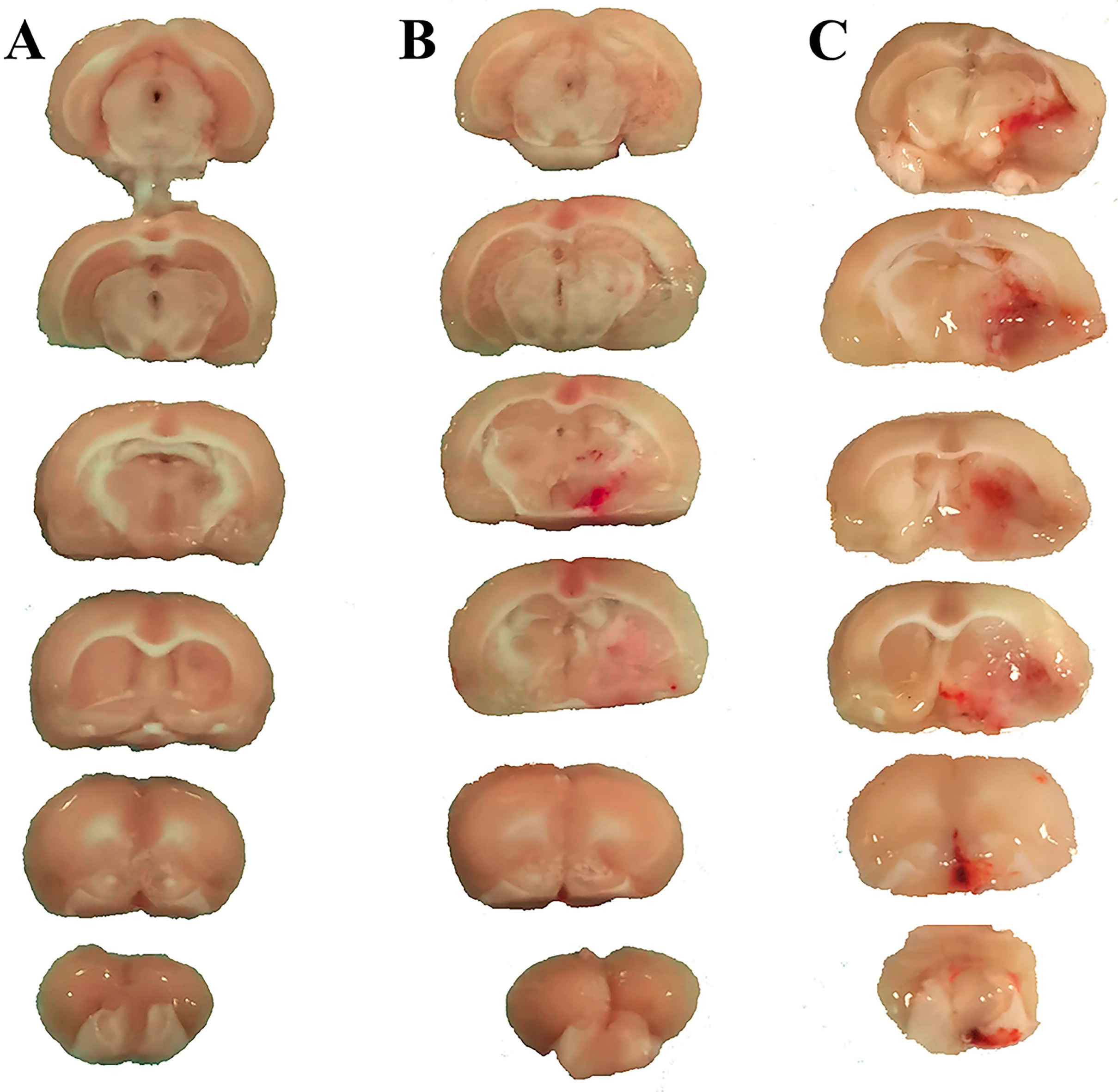 Biomedicines 13 00449 g002