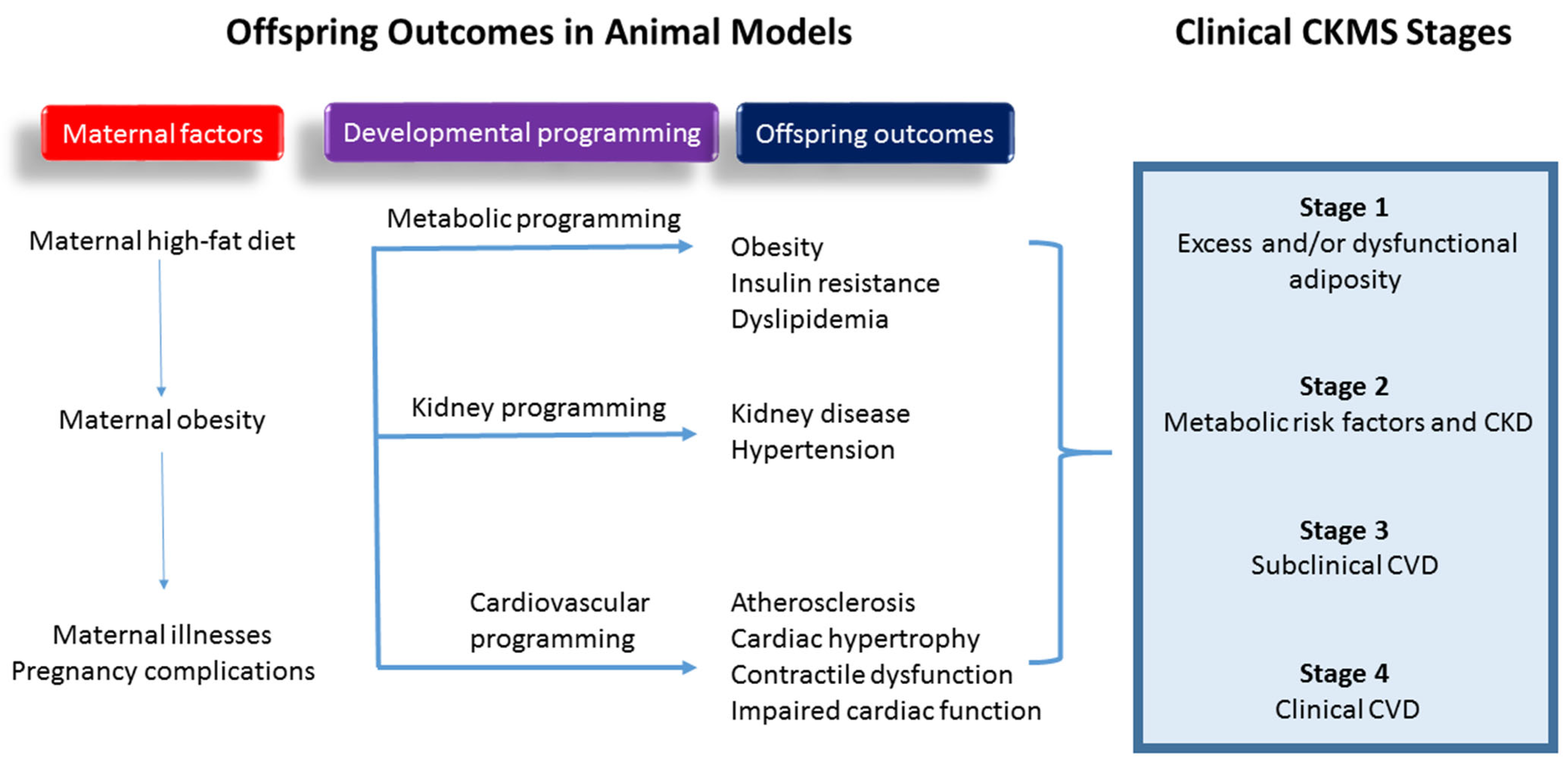 Biomedicines 13 00452 g001