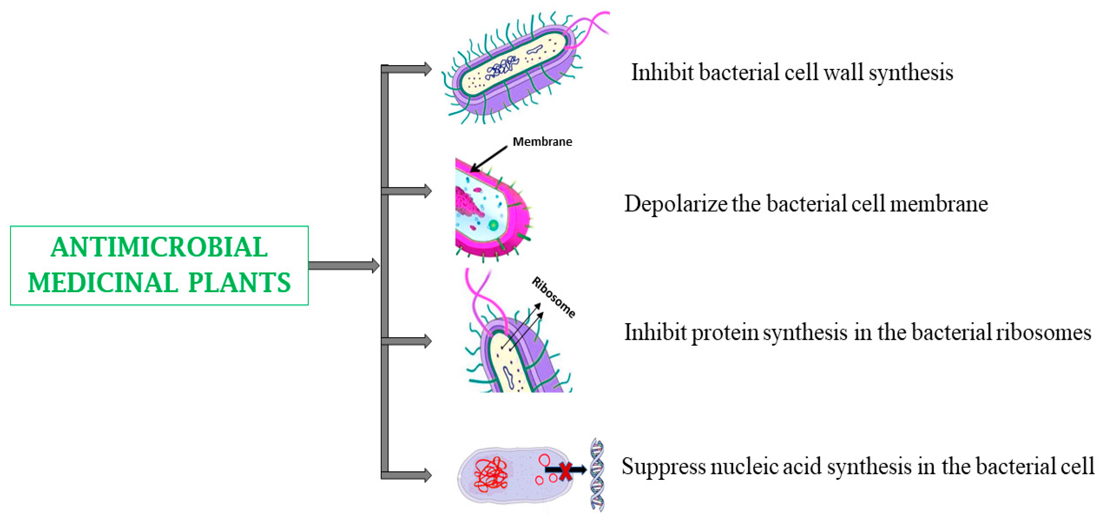 Biomedicines 13 00454 g005 Biomedicines 13 00454 g005