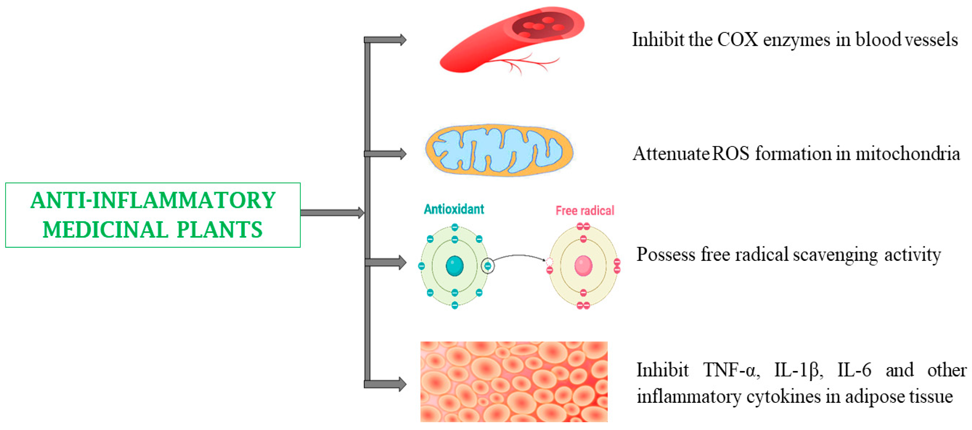 Biomedicines 13 00454 g006 Biomedicines 13 00454 g006