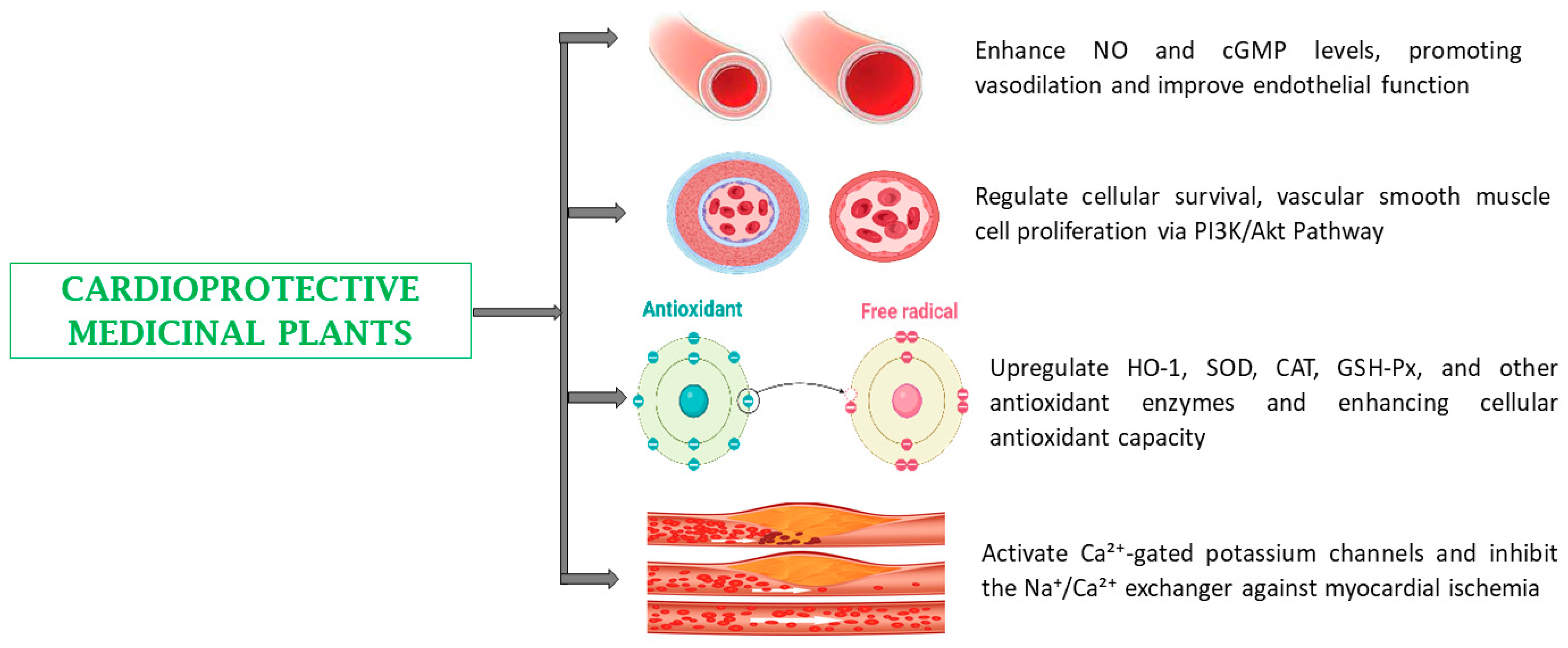 Biomedicines 13 00454 g007 Biomedicines 13 00454 g007