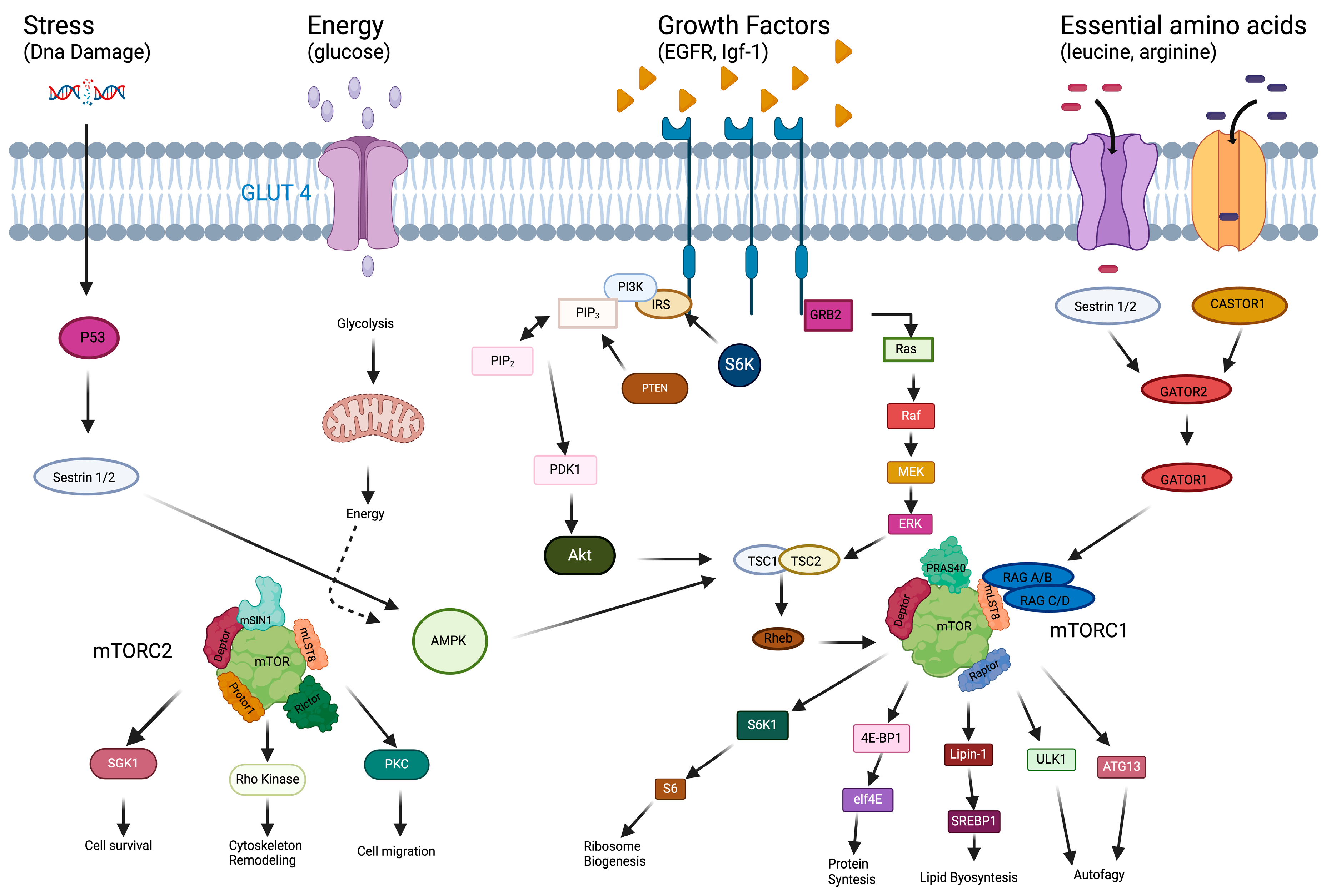 Biomedicines 13 00455 g001