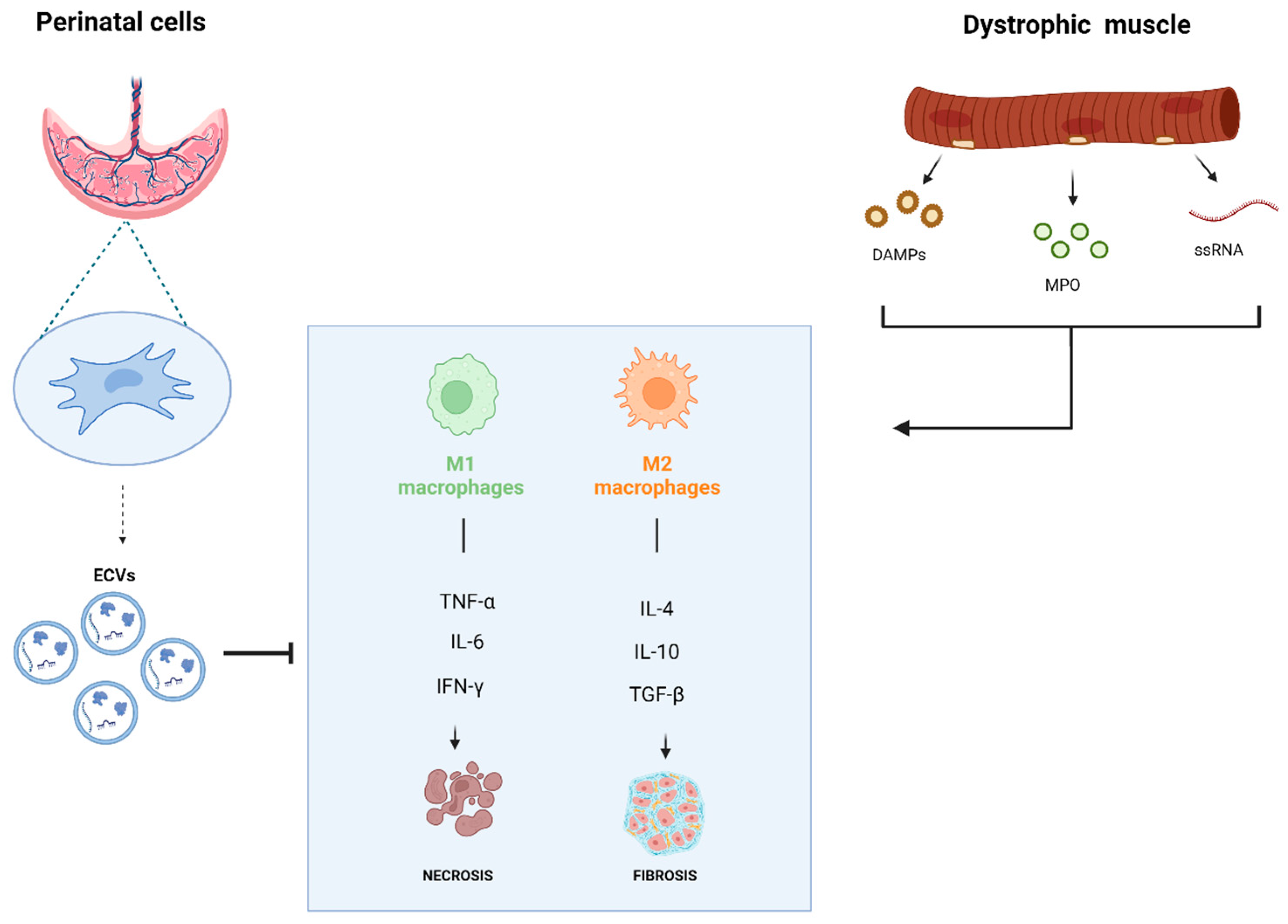 Biomedicines 13 00458 g001 Biomedicines 13 00458 g001