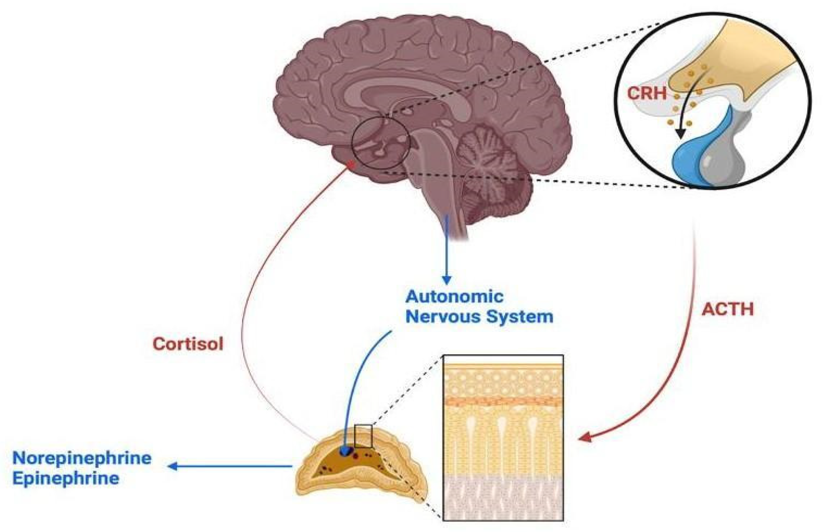 Biomedicines 13 00463 g001