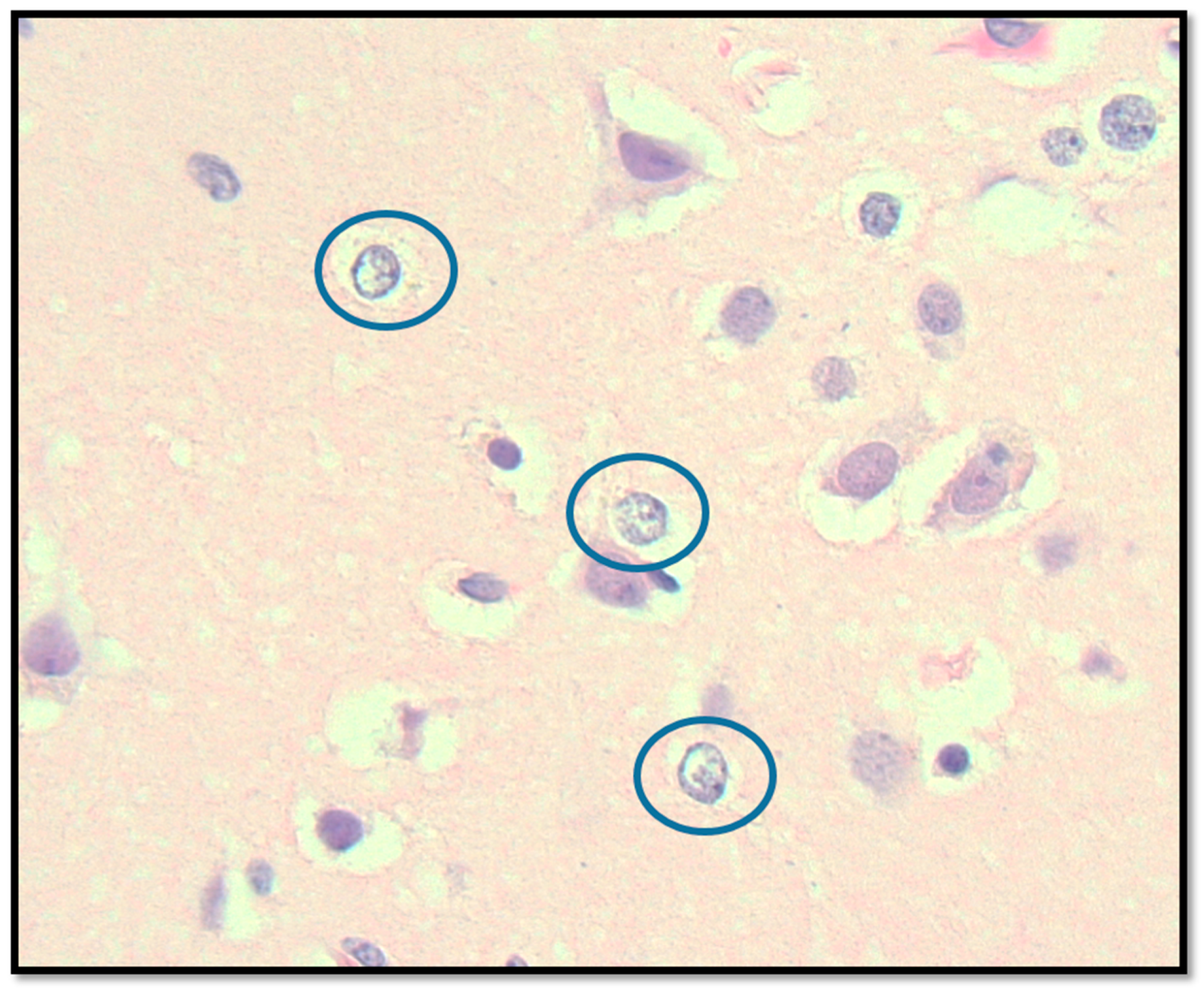 Biomedicines 13 00469 g004