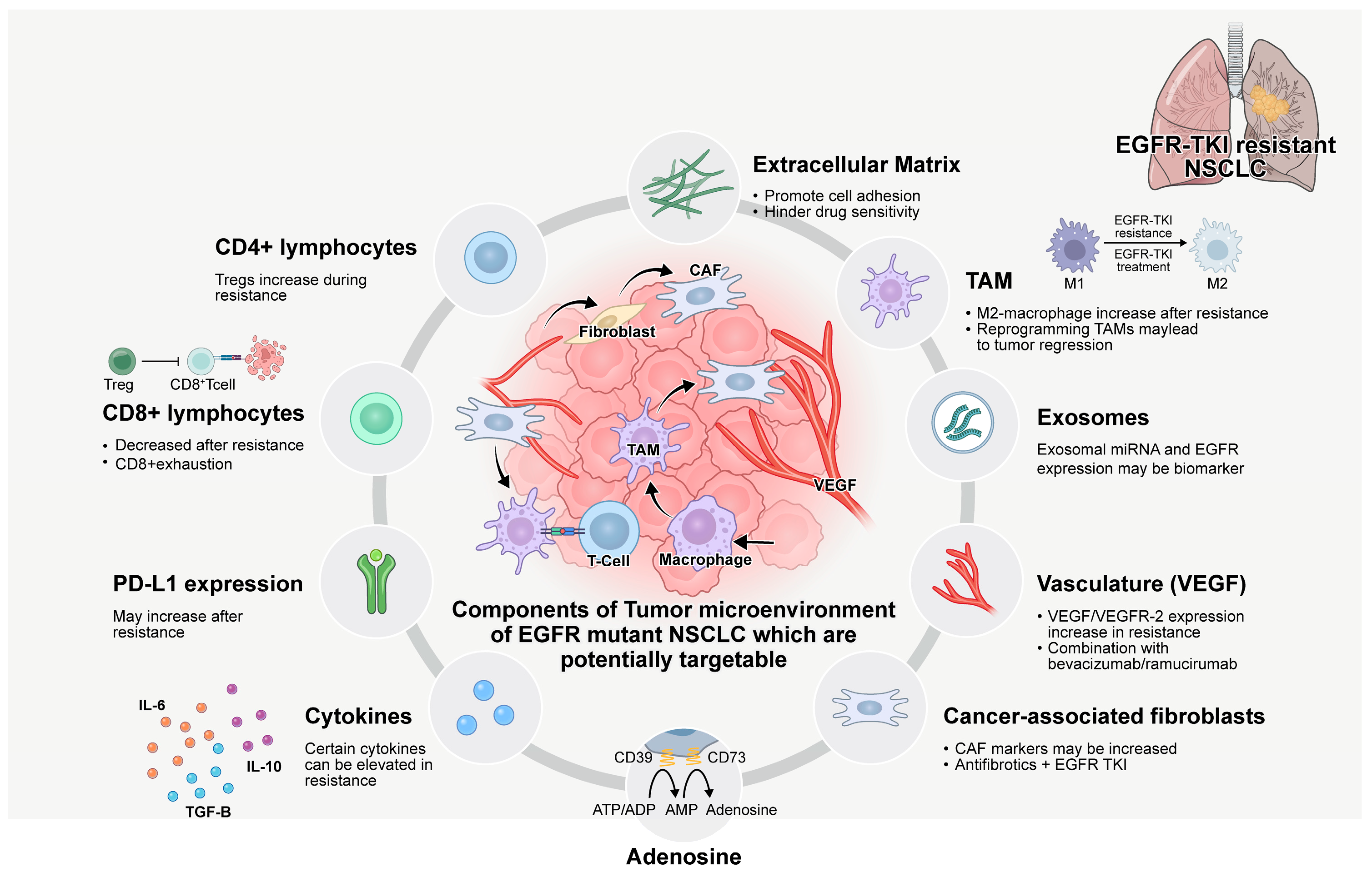 Biomedicines 13 00470 g001 Biomedicines 13 00470 g001