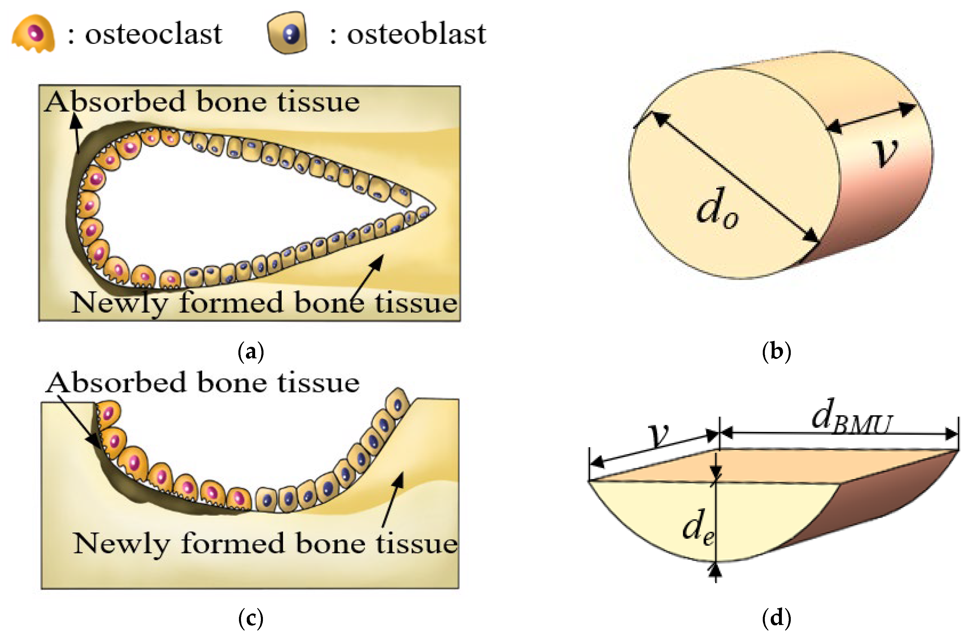 Biomedicines 13 00471 g004