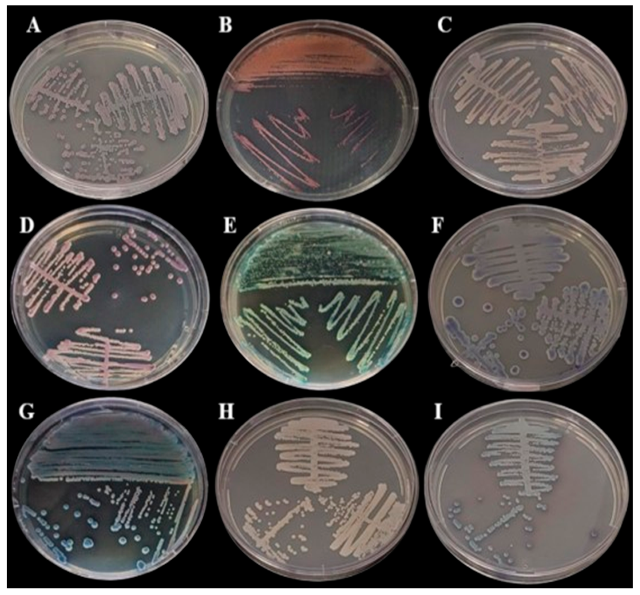 Biomedicines 13 00480 g002