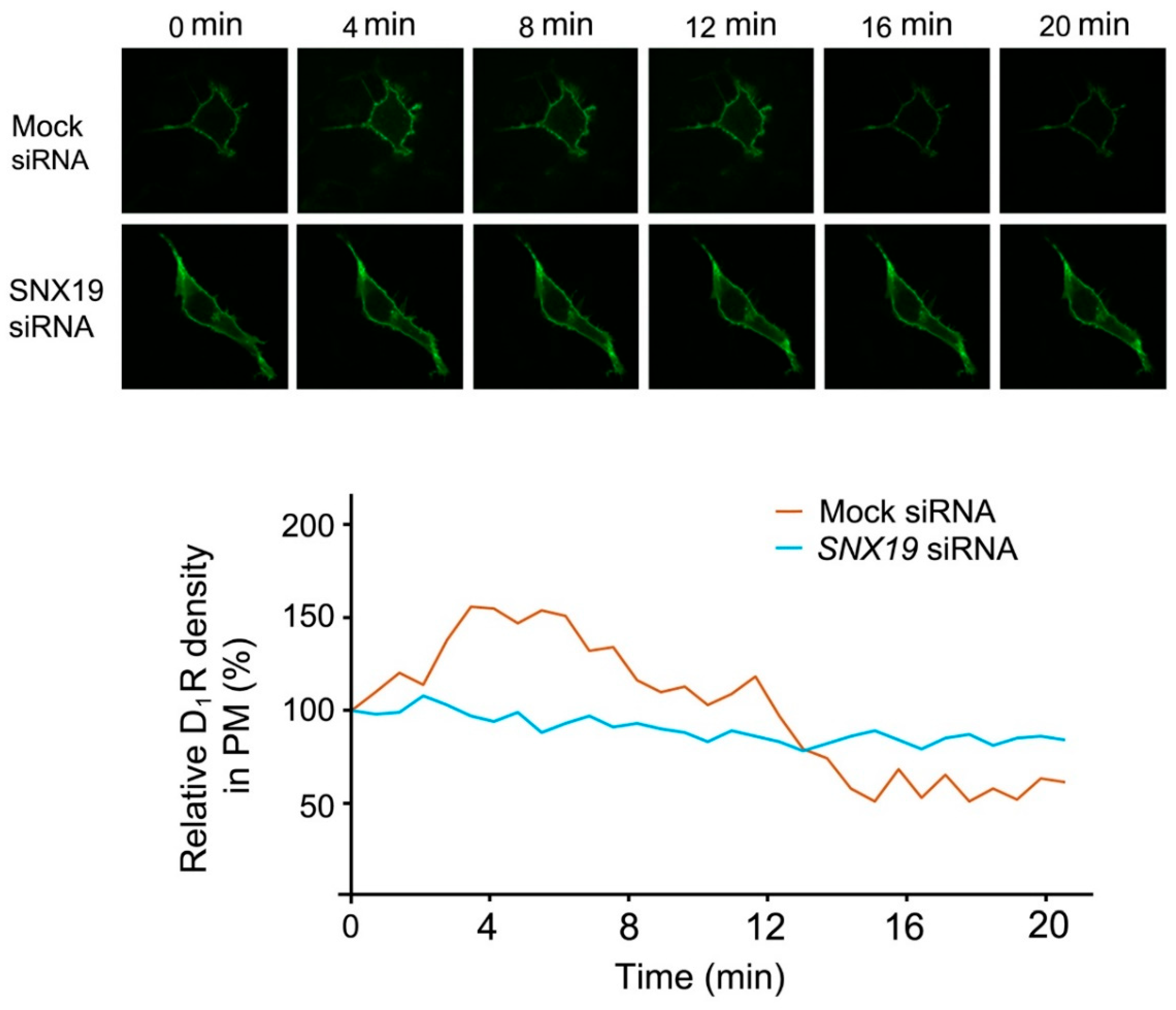 Biomedicines 13 00481 g002