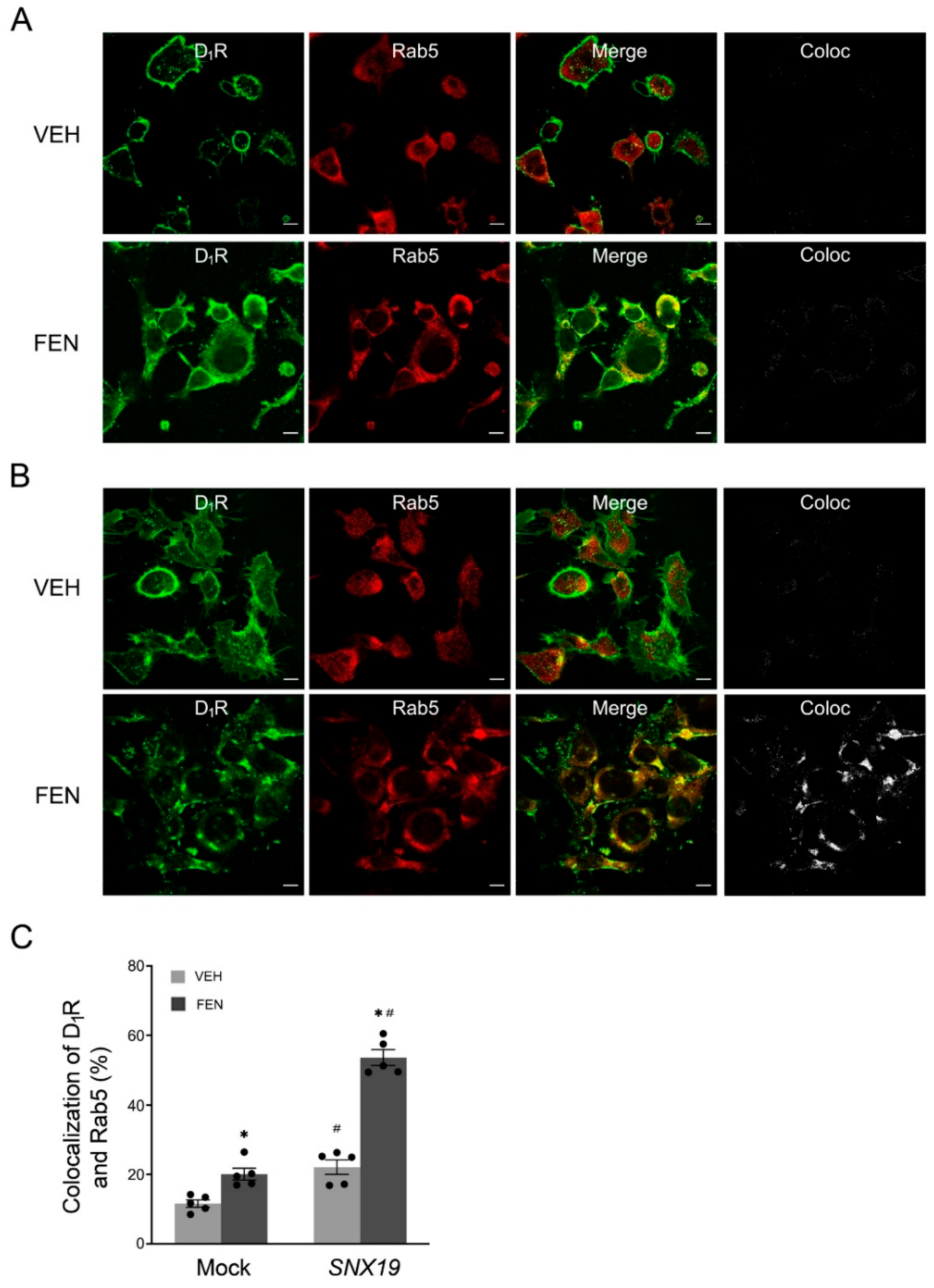 Biomedicines 13 00481 g003