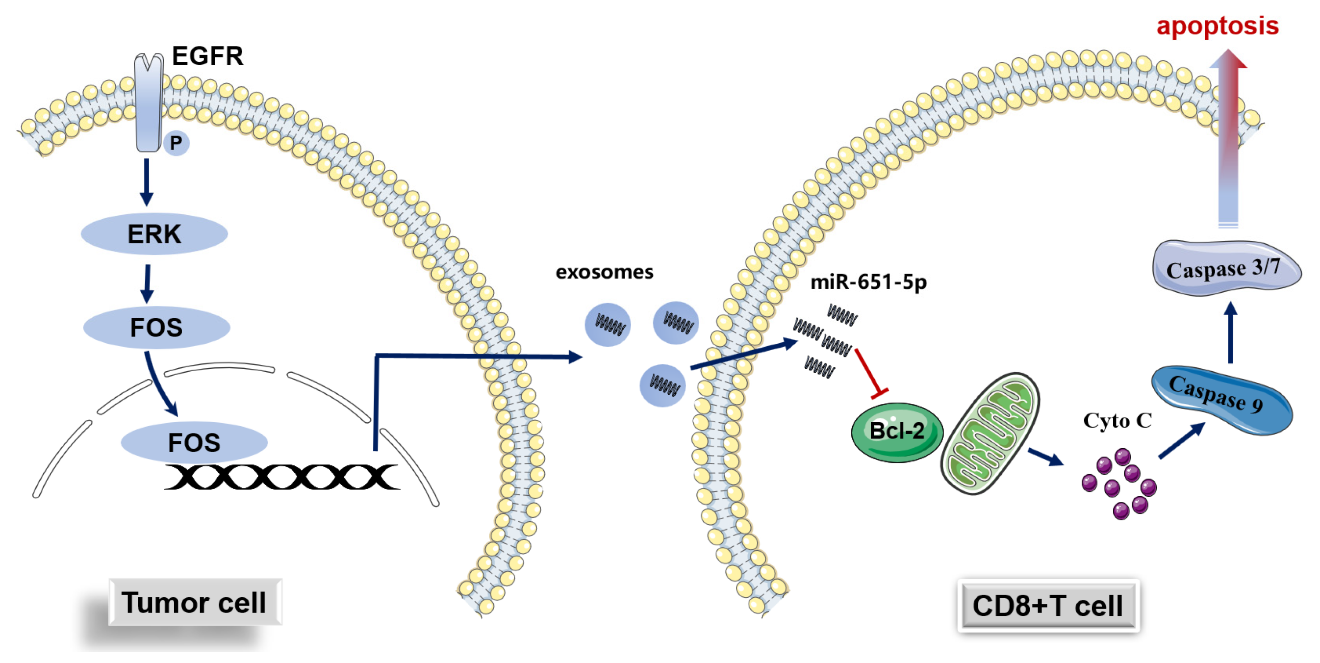 Biomedicines 13 00482 g007
