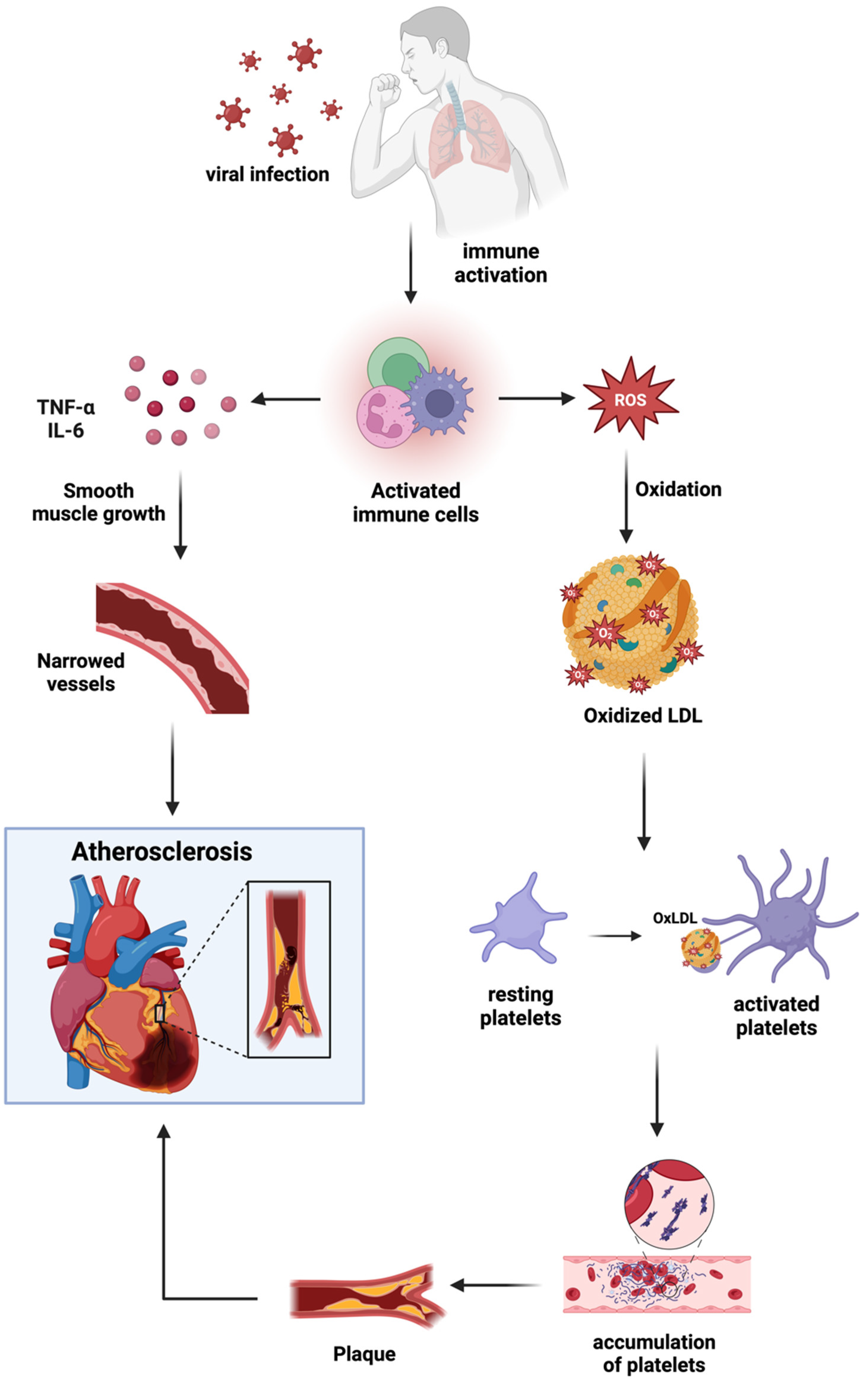 Biomedicines 13 00485 g003