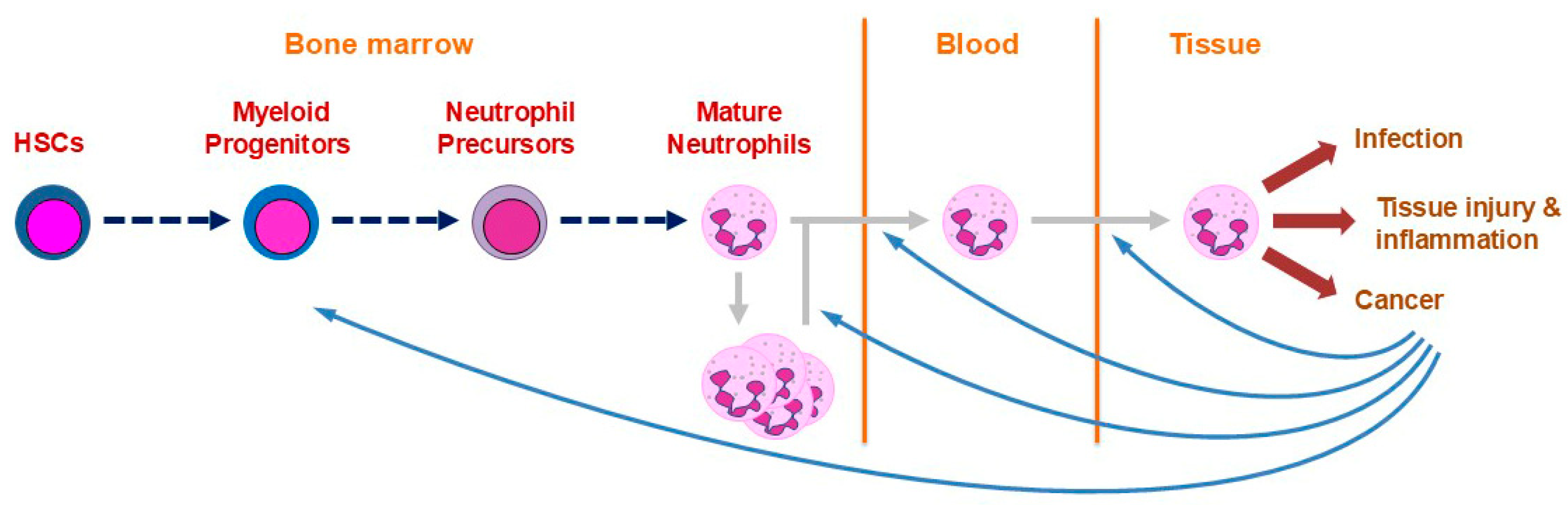 Biomedicines 13 00497 g001