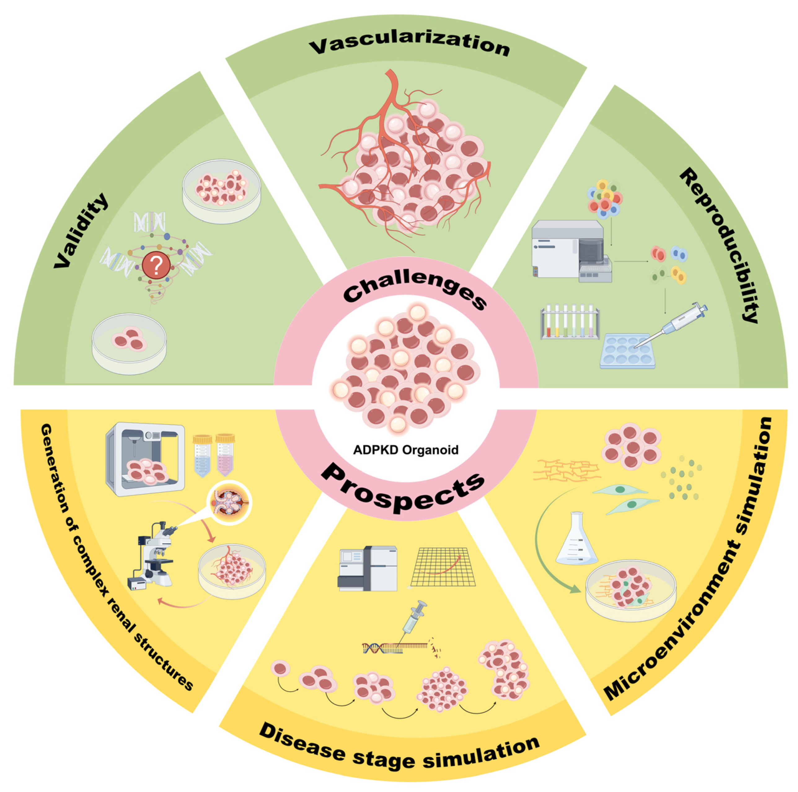 Biomedicines 13 00523 g002 Biomedicines 13 00523 g002