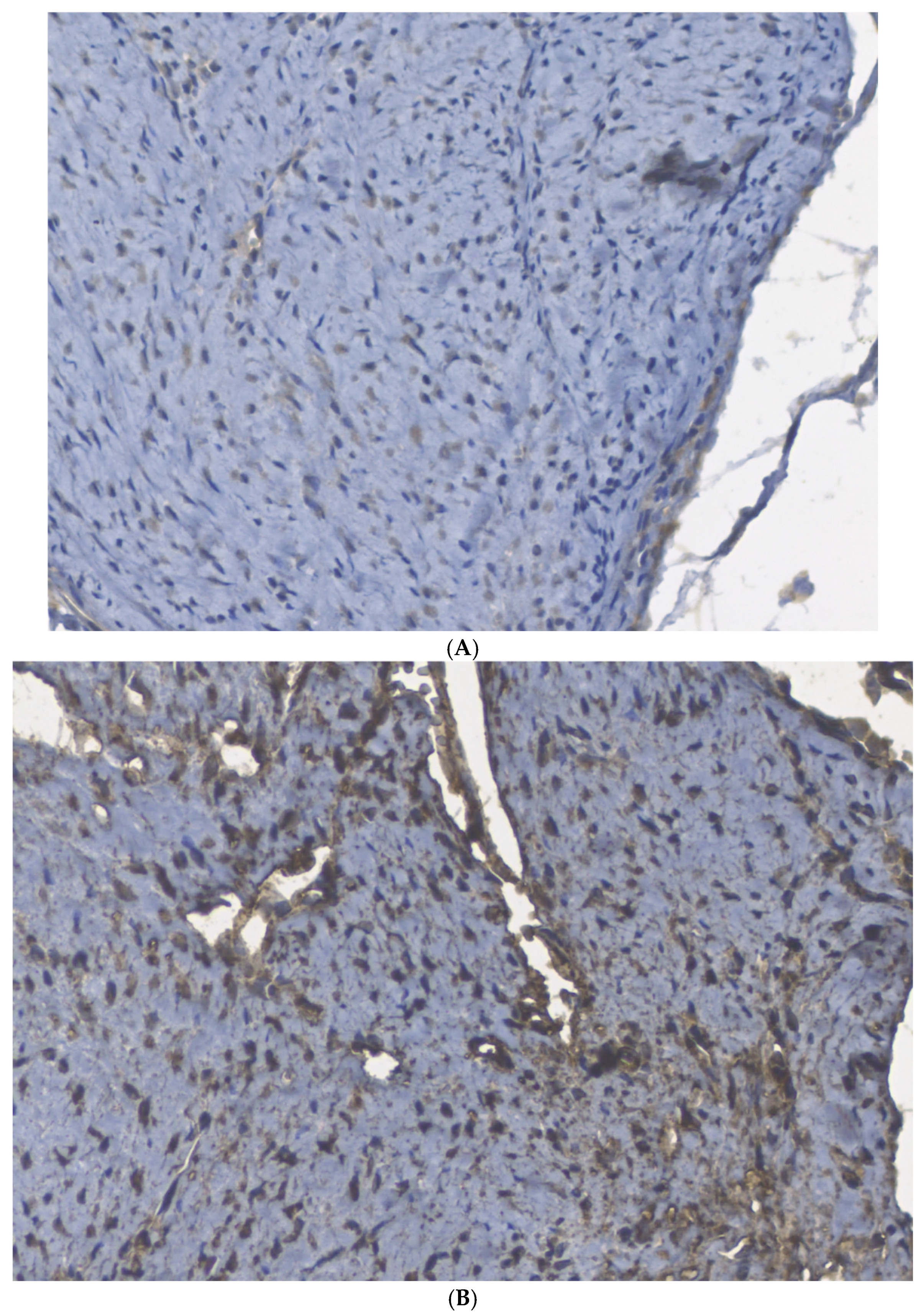 Biomedicines 13 00525 g004a